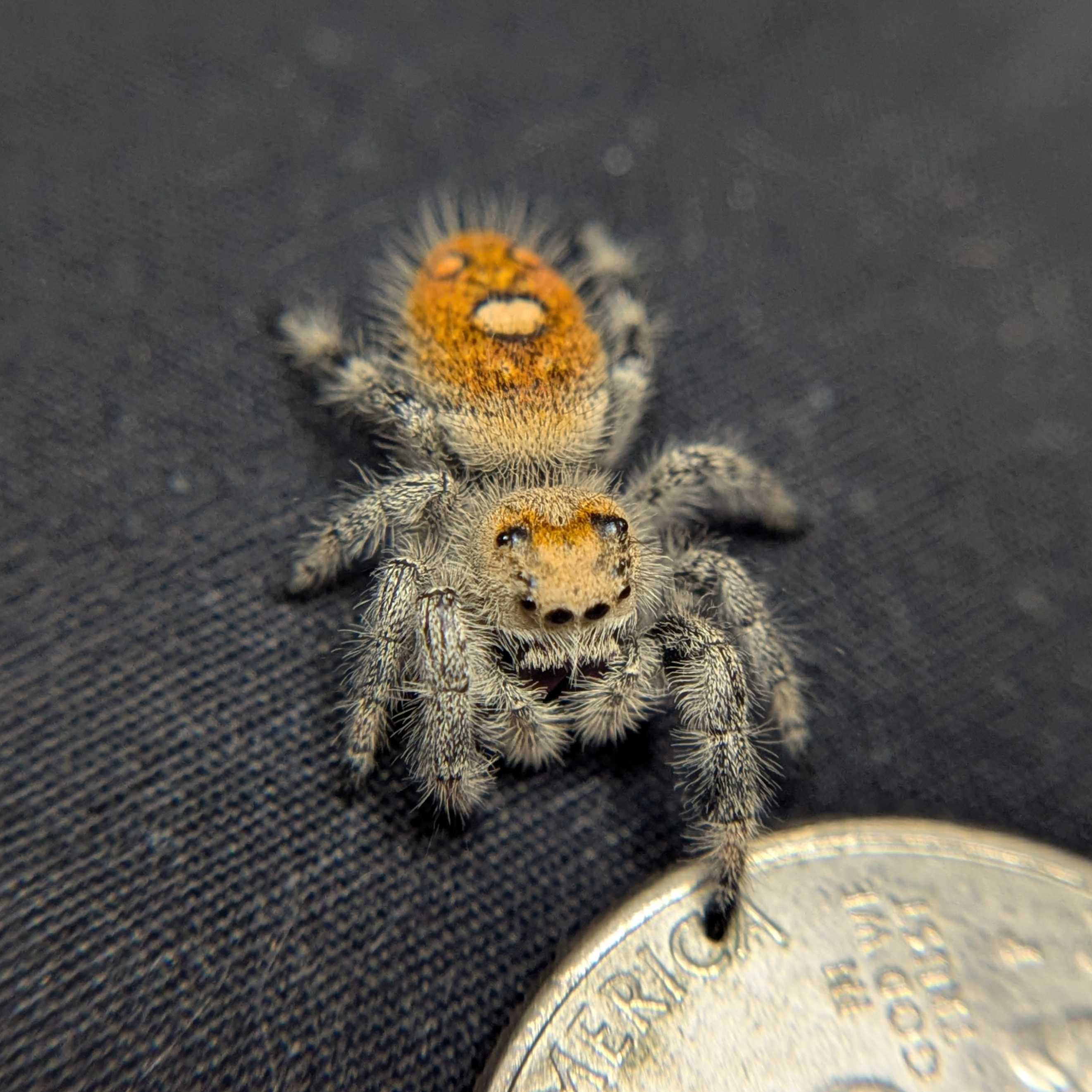 Regal Jumping Spider “Mulberry Pie”