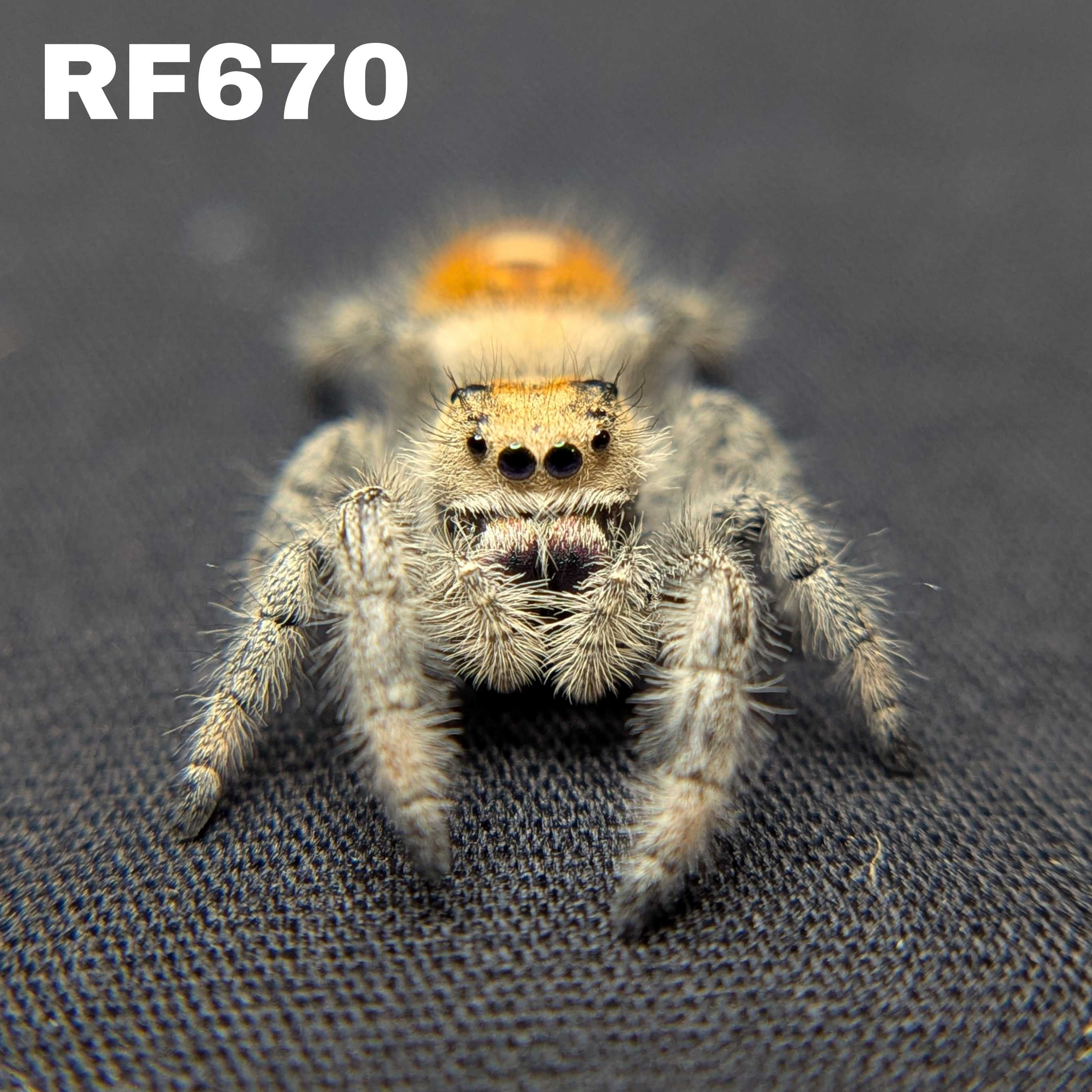 Regal Jumping Spider “Mulberry Pie”