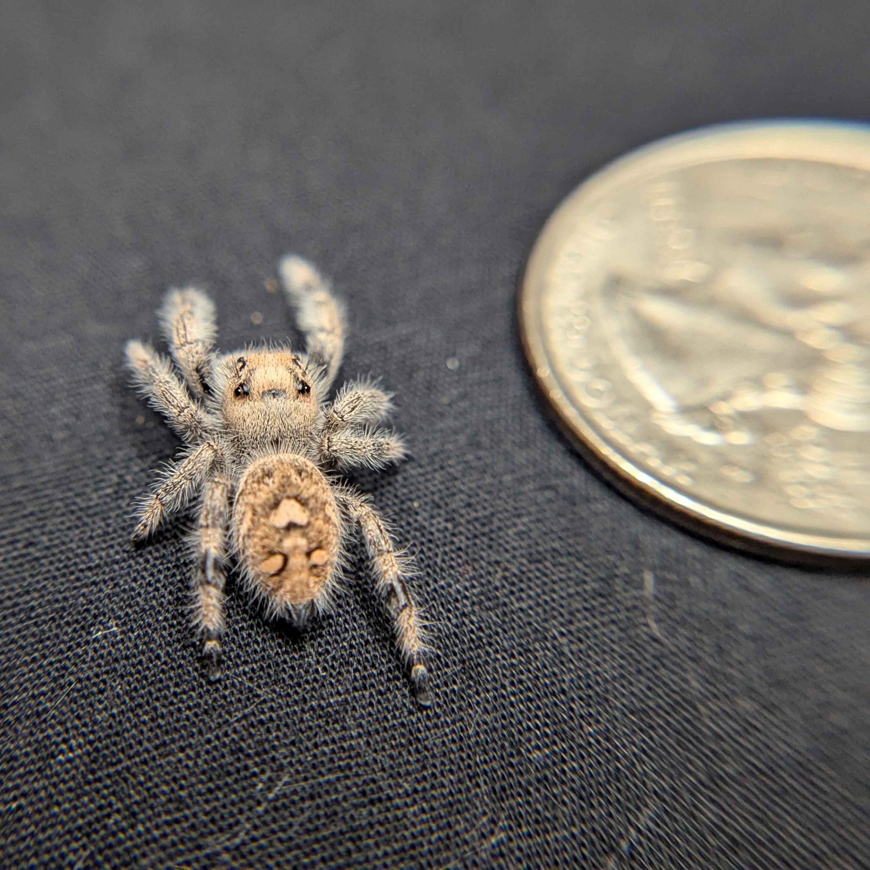 Regal Jumping Spider “Butterscotch”