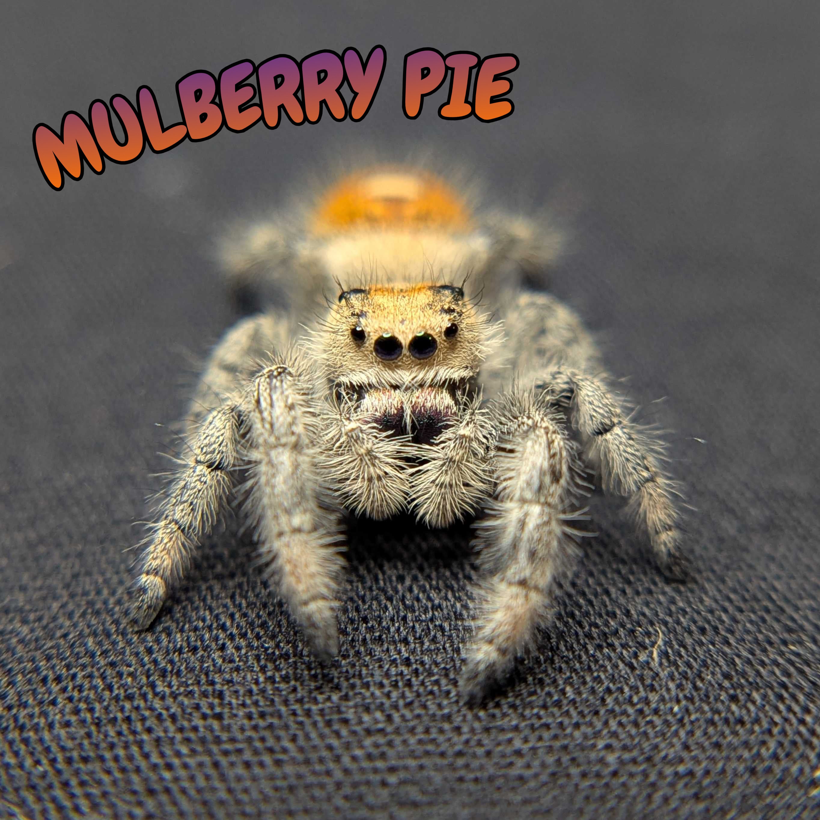 Regal Jumping Spider “Mulberry Pie”