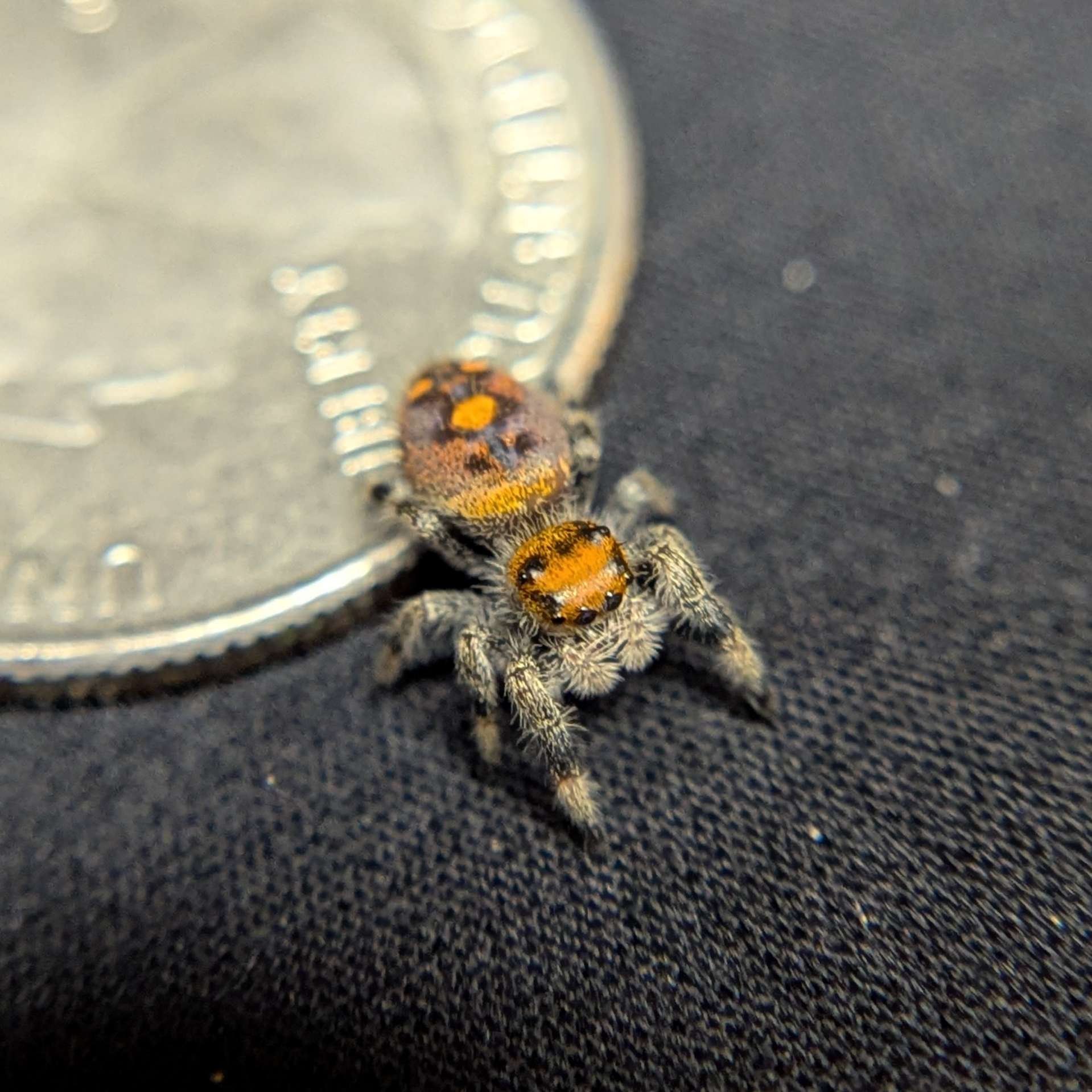 Regal Jumping Spider “Solara”