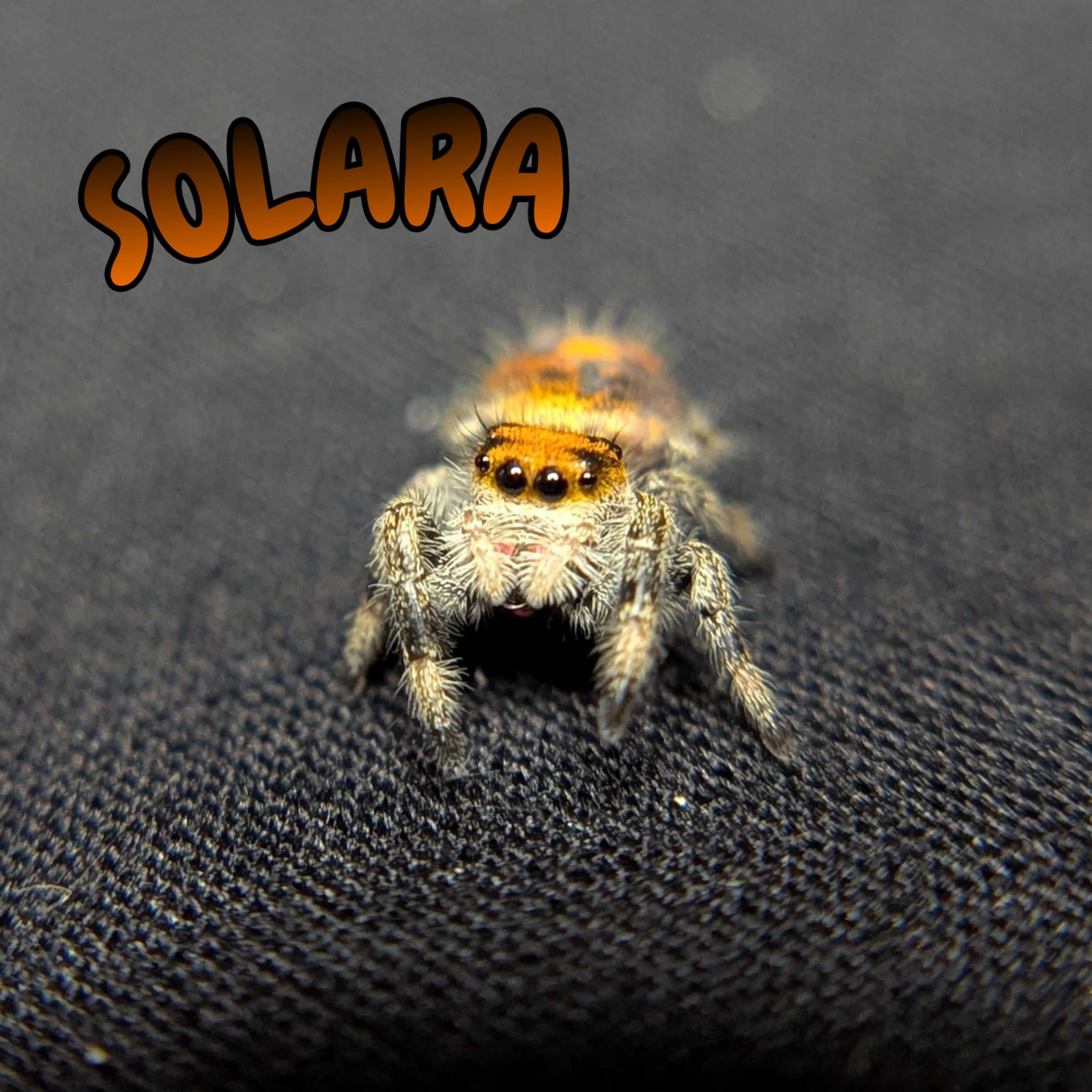 Regal Jumping Spider “Solara”