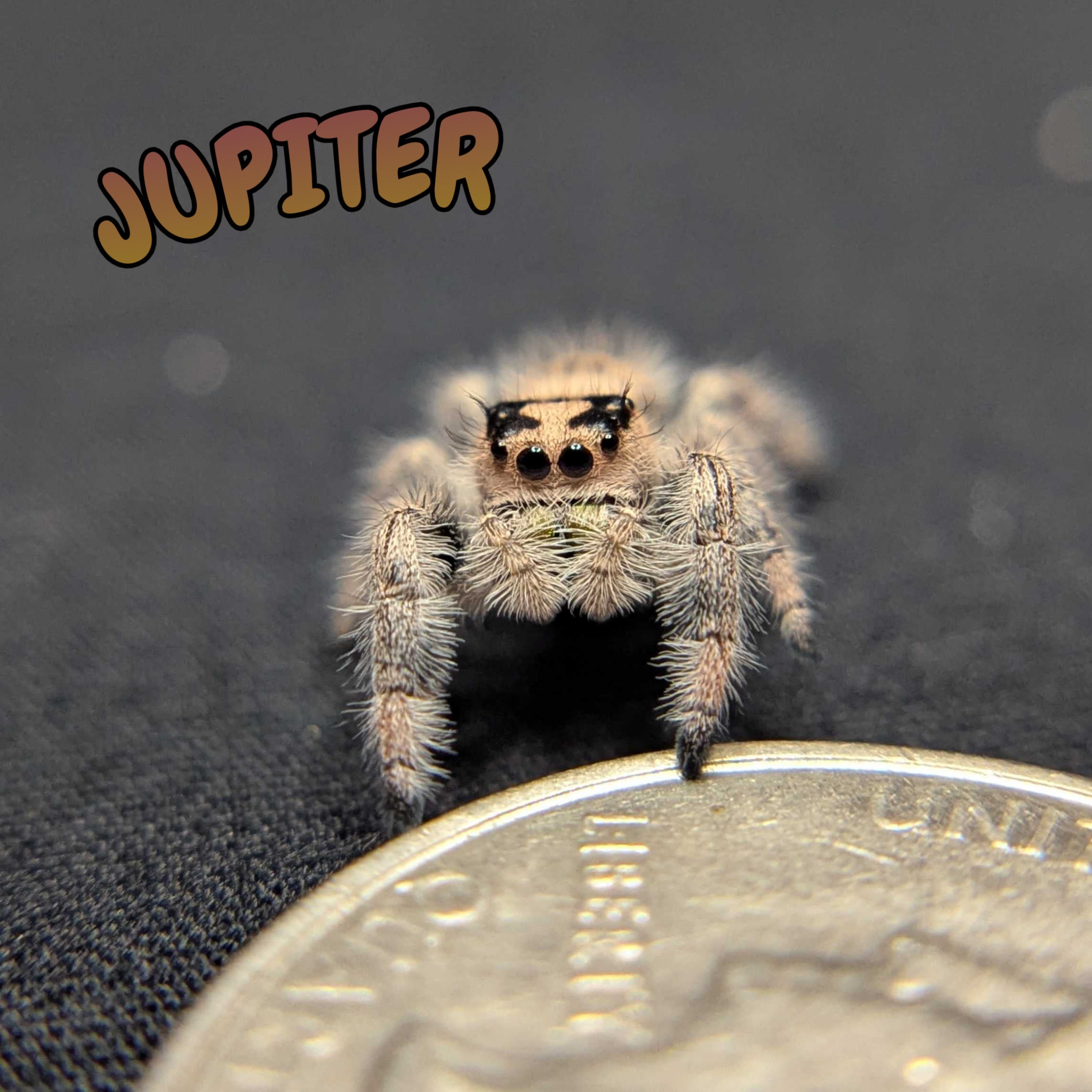 Regal Jumping Spider "Jupiter"