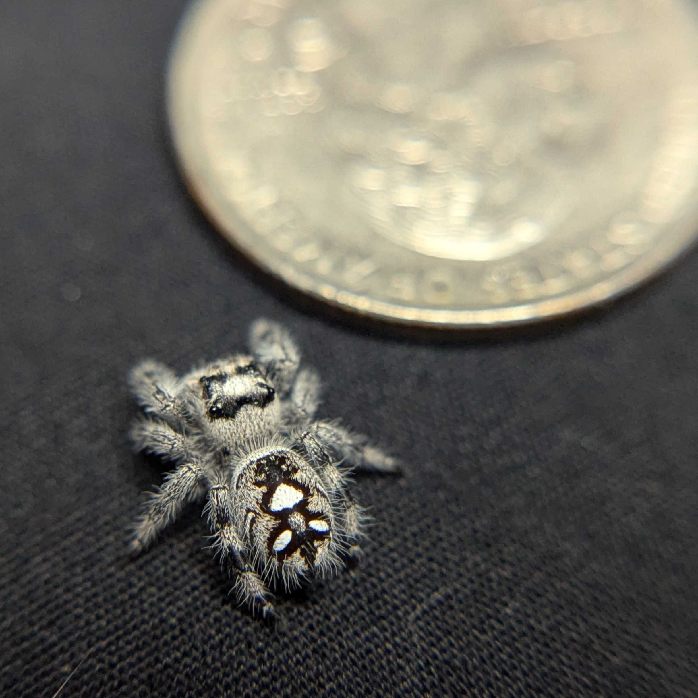 Regal Jumping Spider "Storm" (High White)