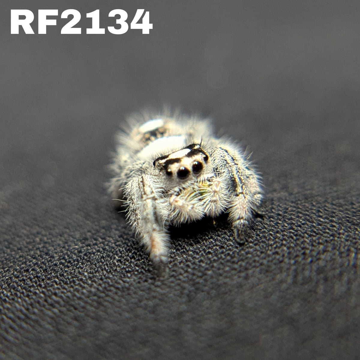 Regal Jumping Spider "Storm" (High White)