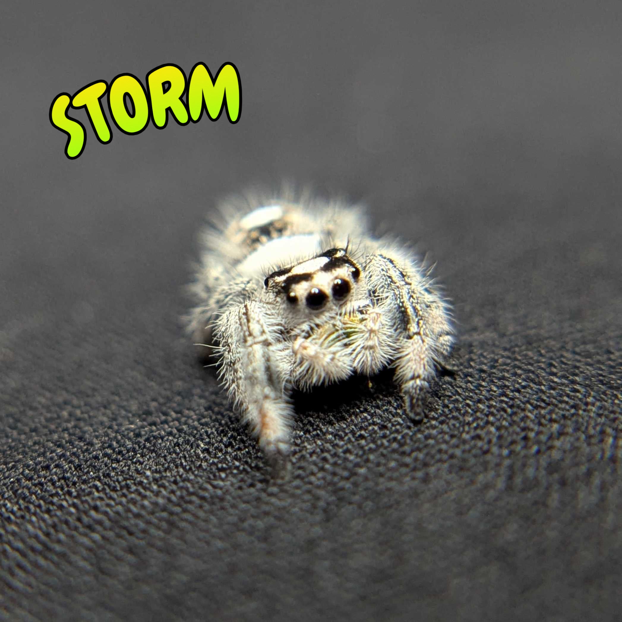 Regal Jumping Spider "Storm" (High White)