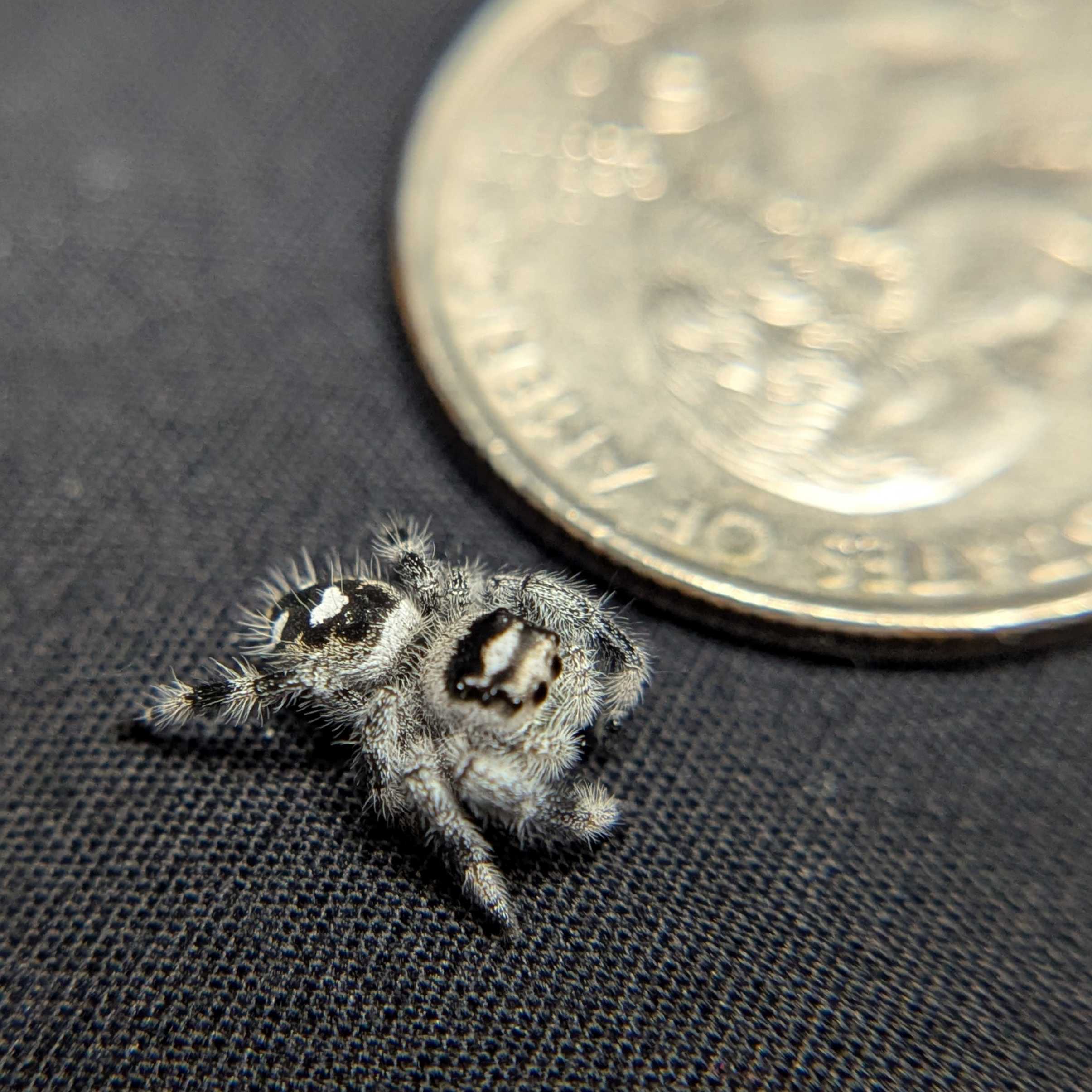 Regal Jumping Spider “Blizzard” (High White)