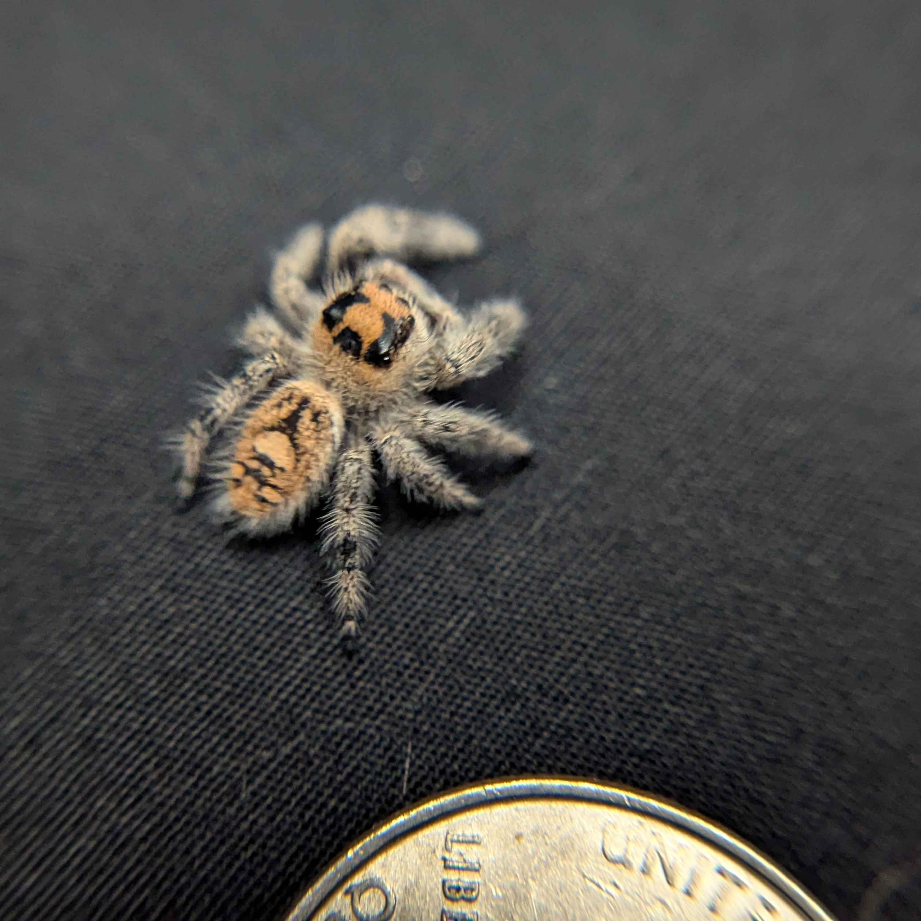 Regal Jumping Spider "Dragon Fruit"