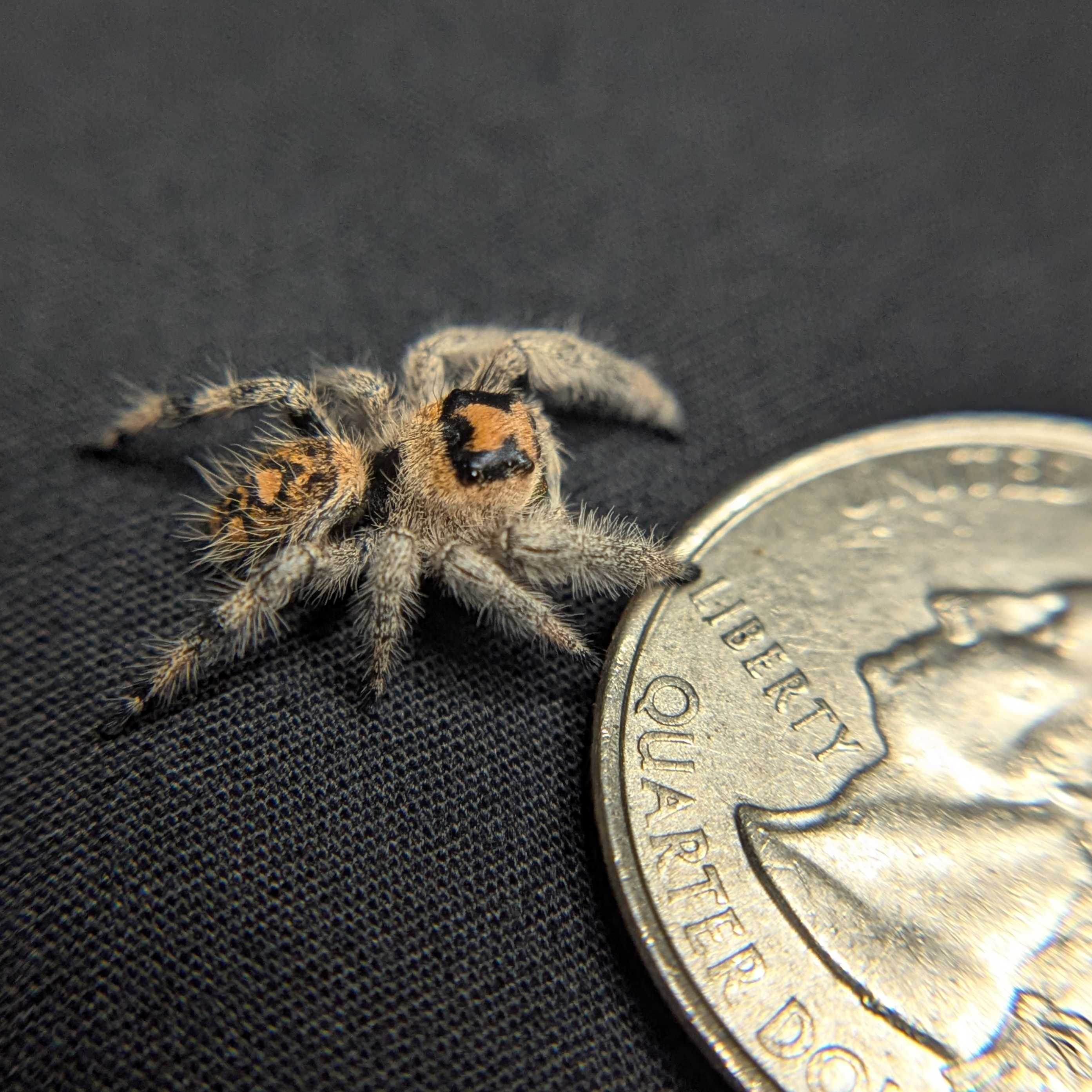 Regal Jumping Spider “Gooseberry”