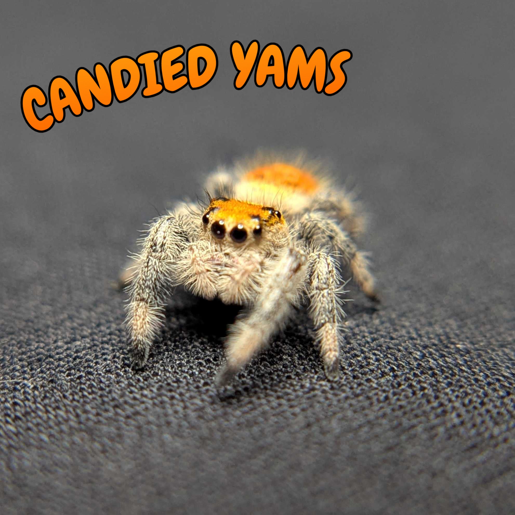 Regal Jumping Spider “Candied Yams”