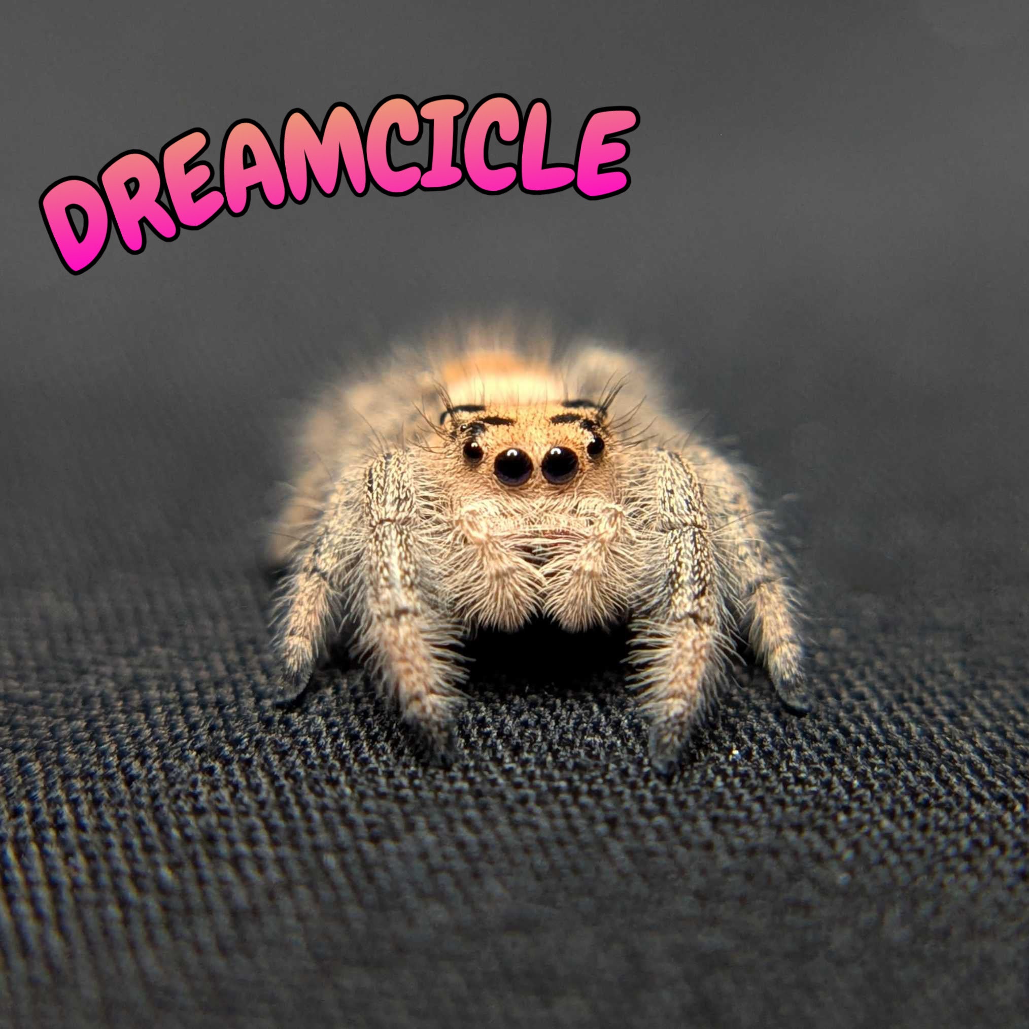 Regal Jumping Spider "Dreamcicle"