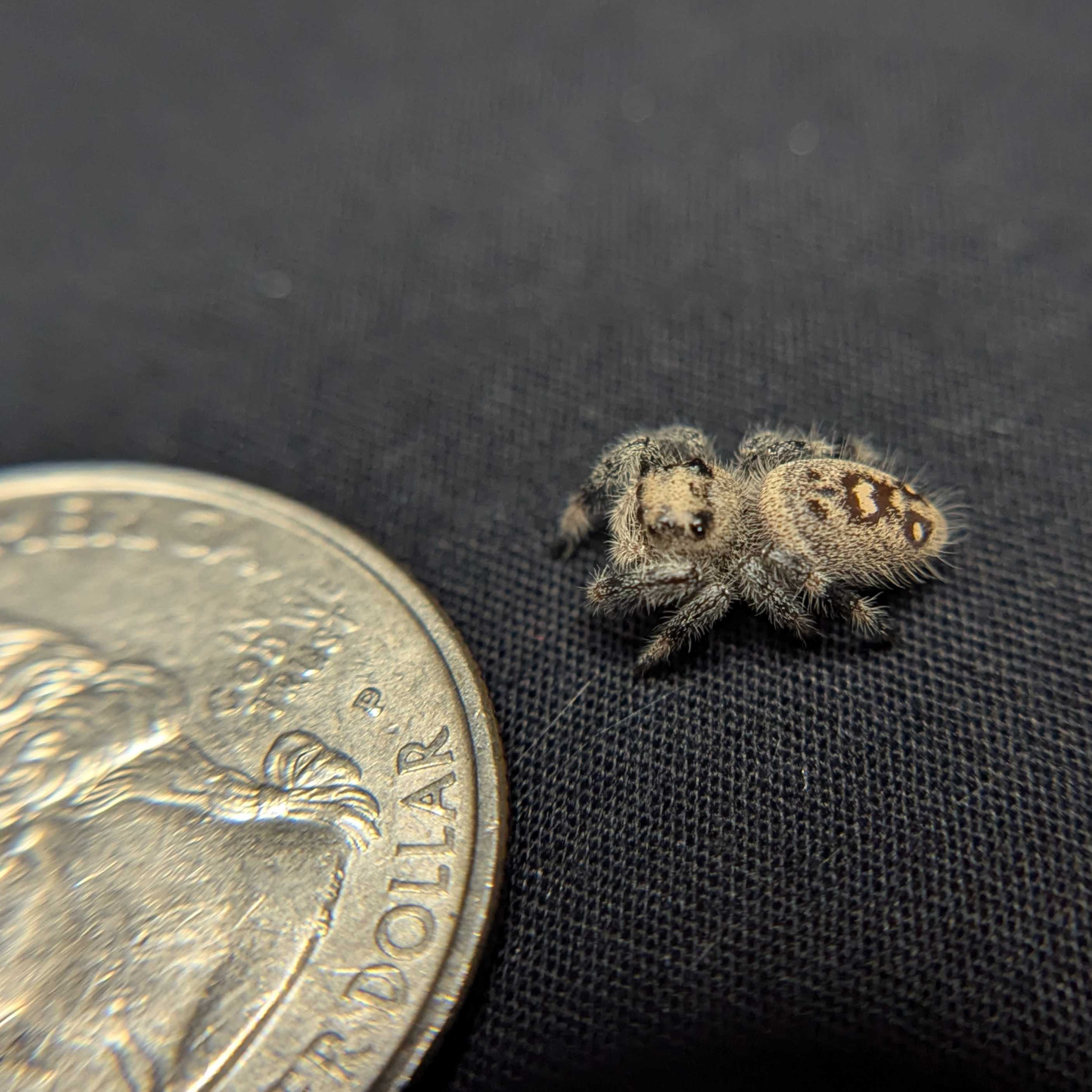 Regal Jumping Spider "Bessy"