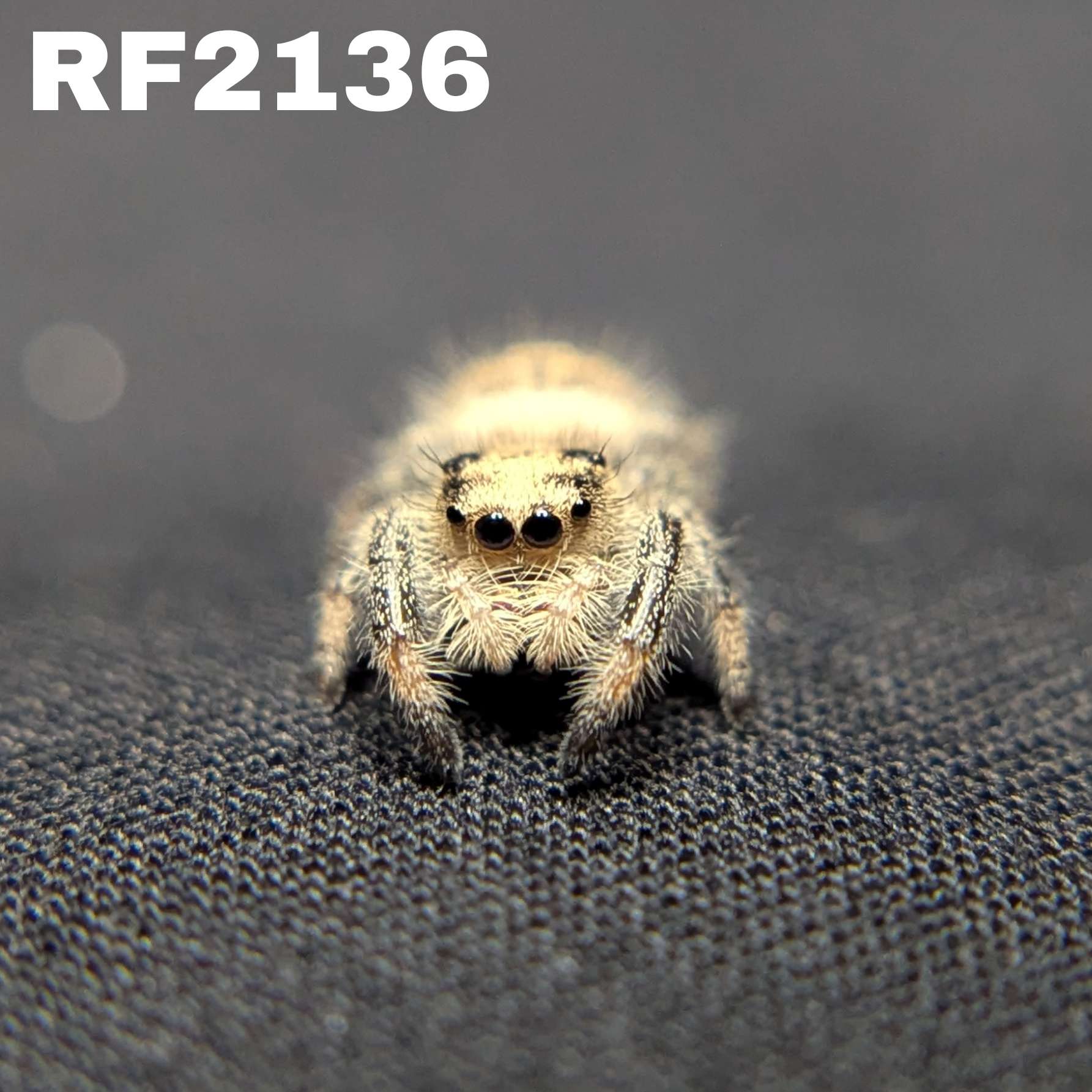 Regal Jumping Spider "Bessy"