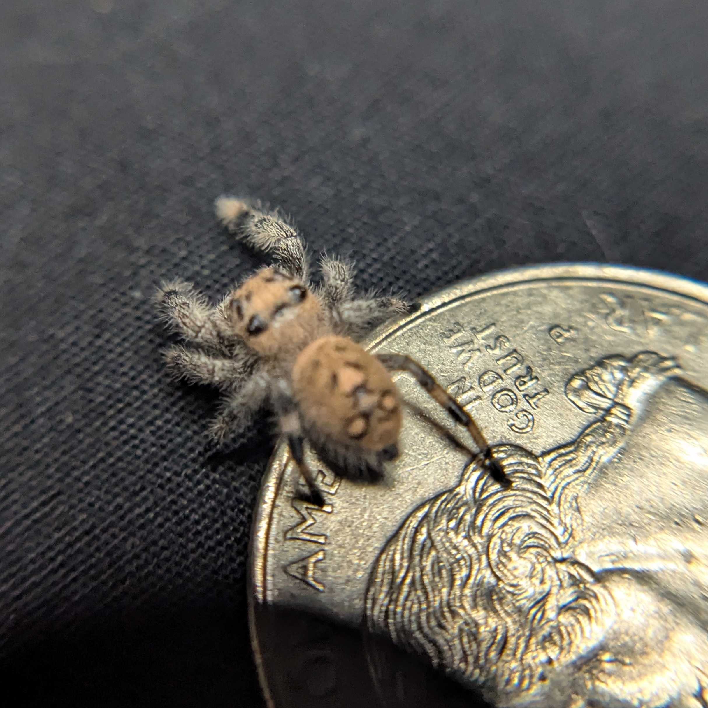 Regal Jumping Spider "Wonder"