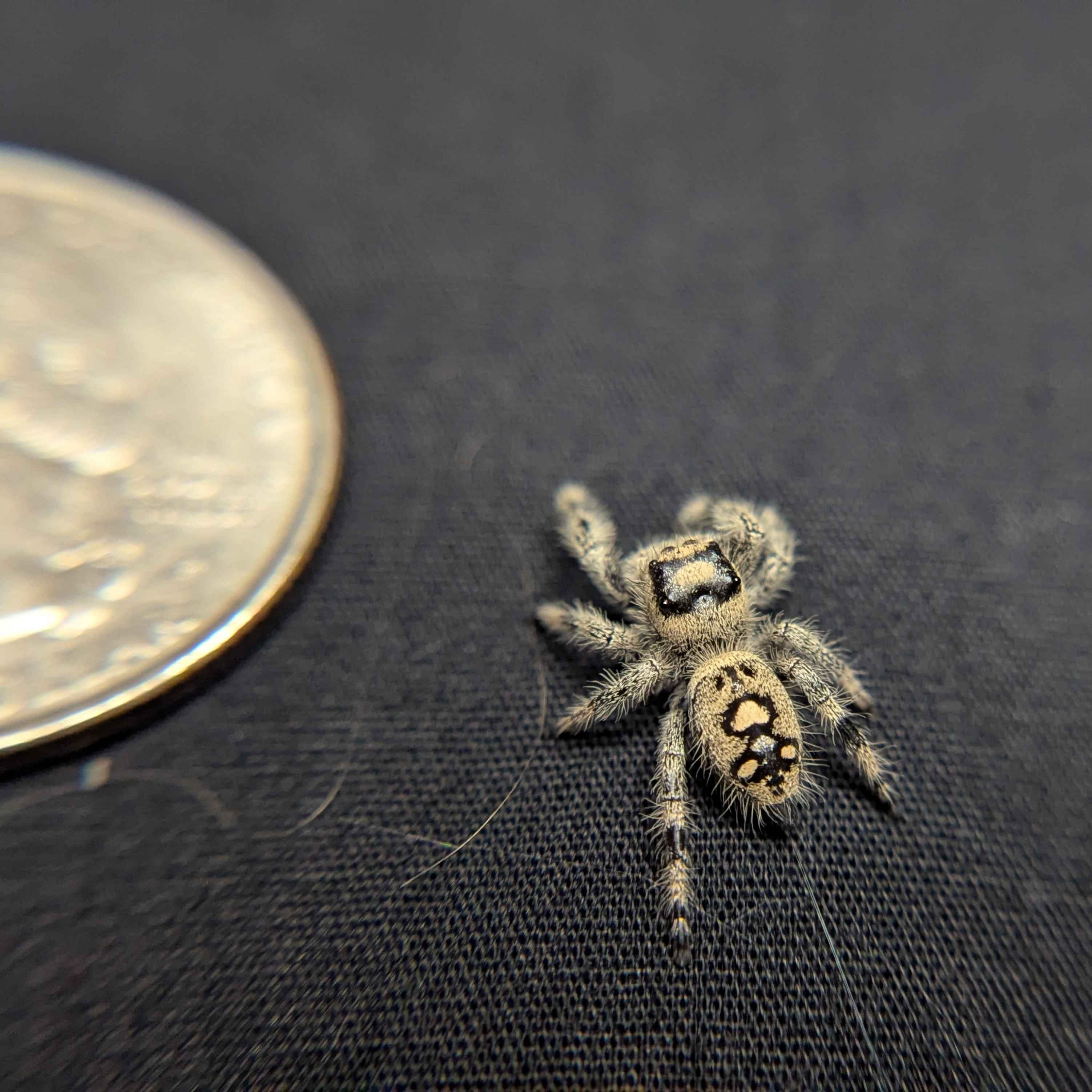 Regal Jumping Spider “Bonbon”