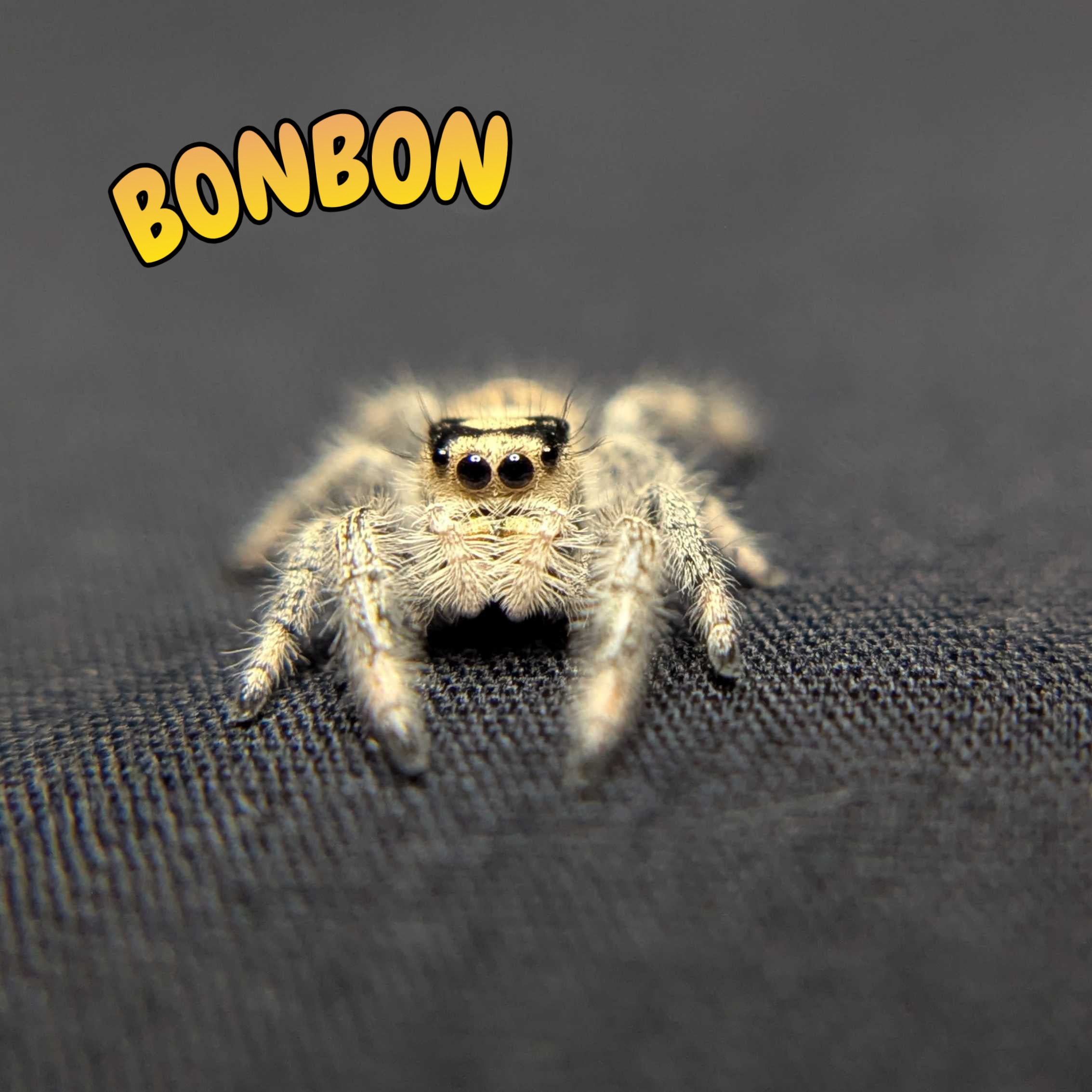Regal Jumping Spider “Bonbon”
