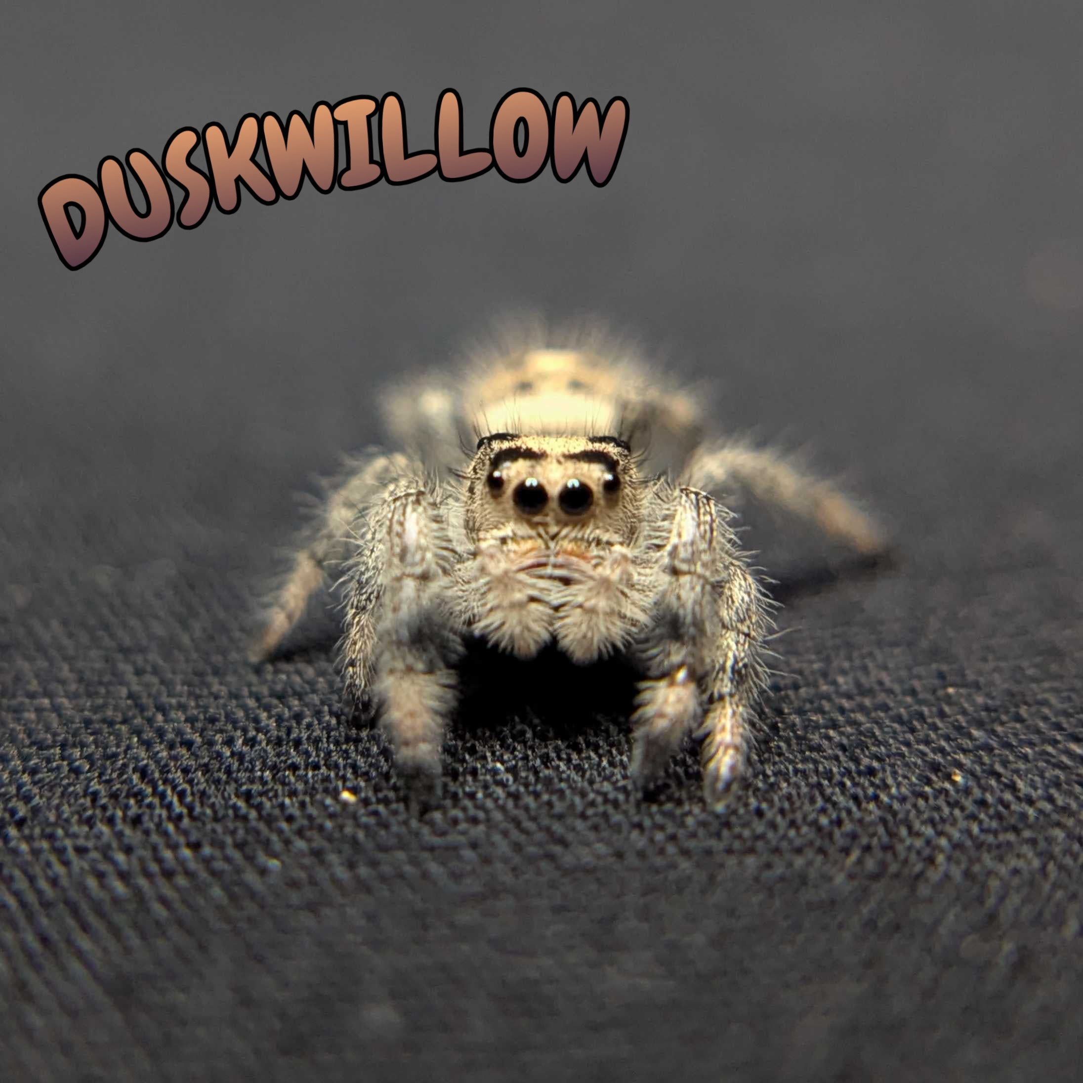 Regal Jumping Spider “Duskwillow”