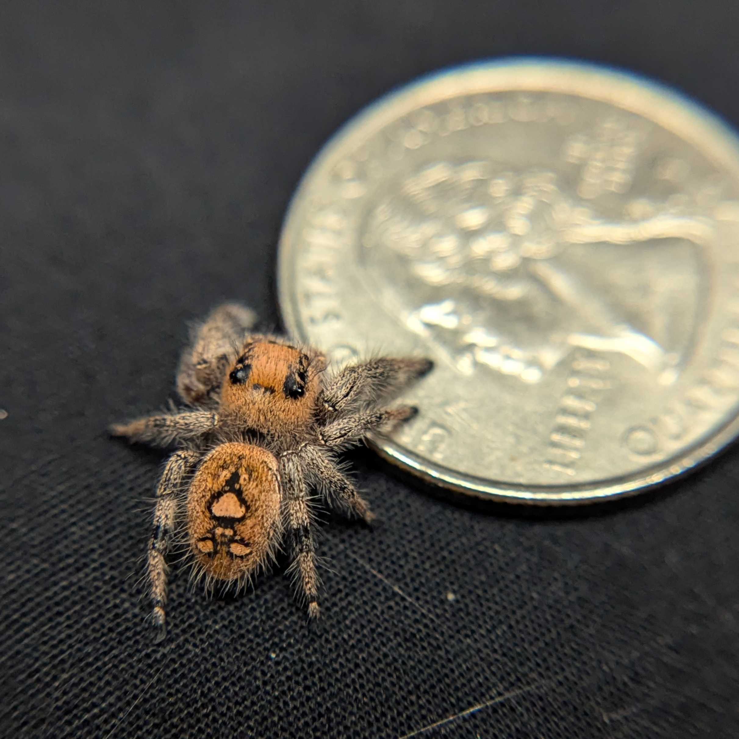 Regal Jumping Spider "Blossom"