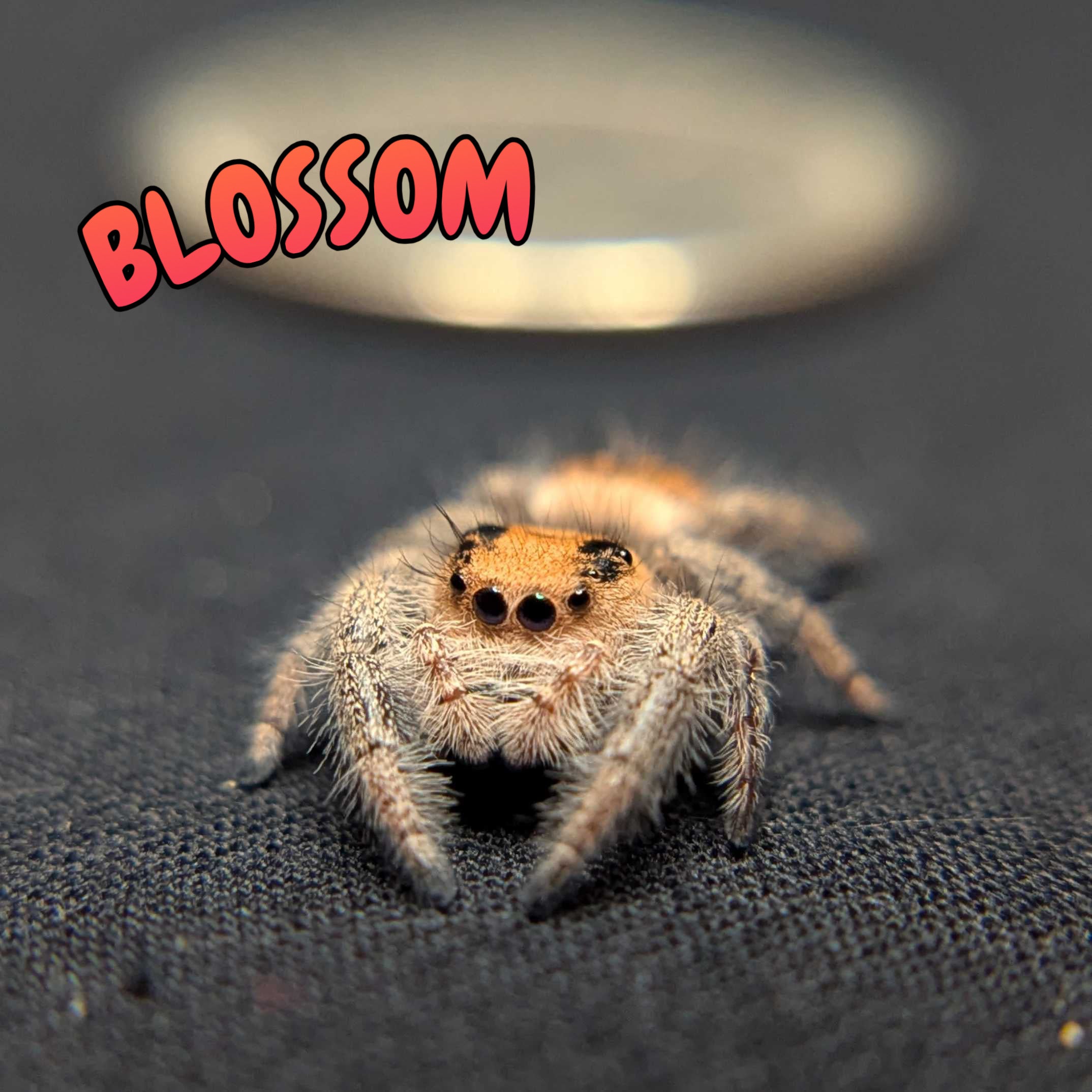 Regal Jumping Spider "Blossom"