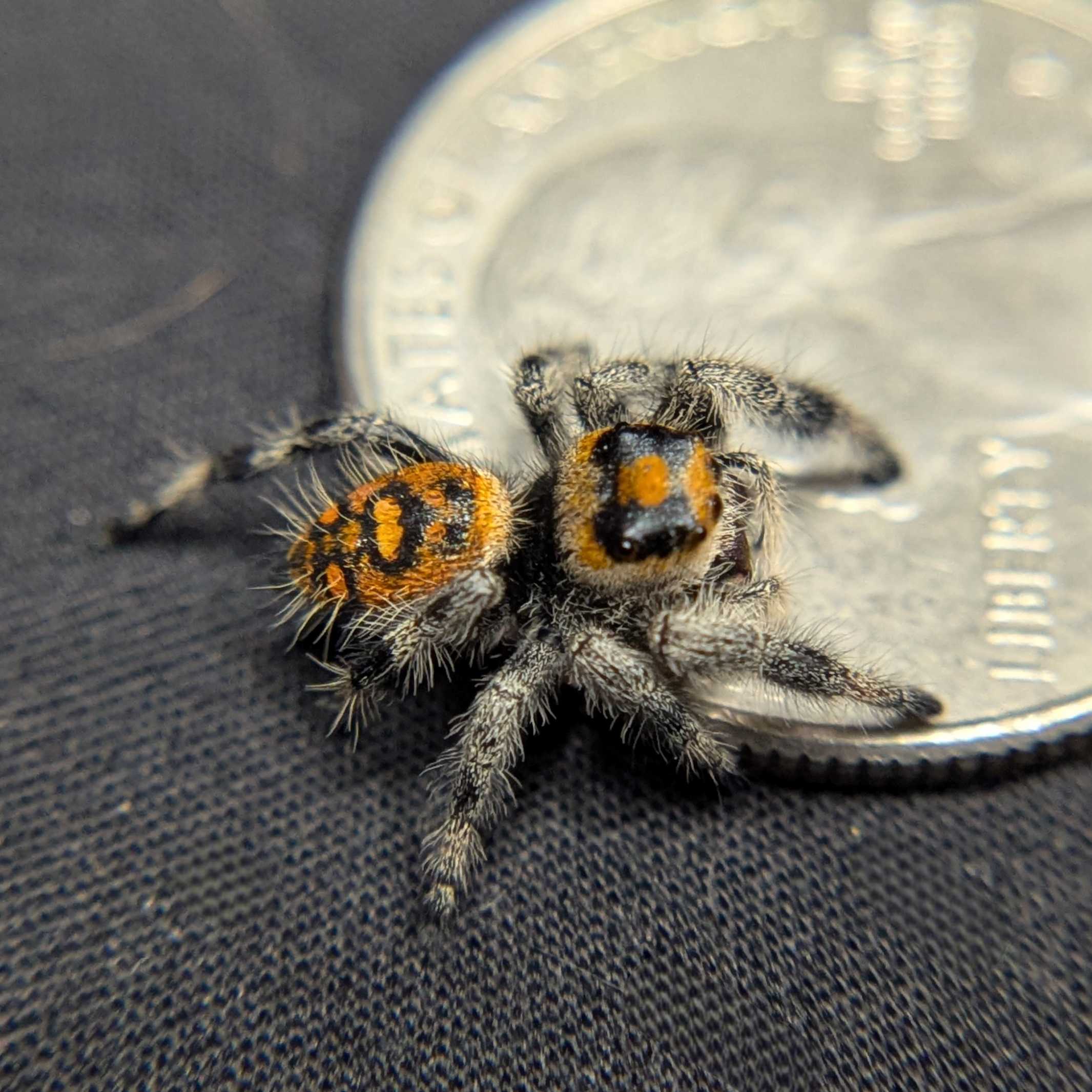 Regal Jumping Spider “Duskwillow”
