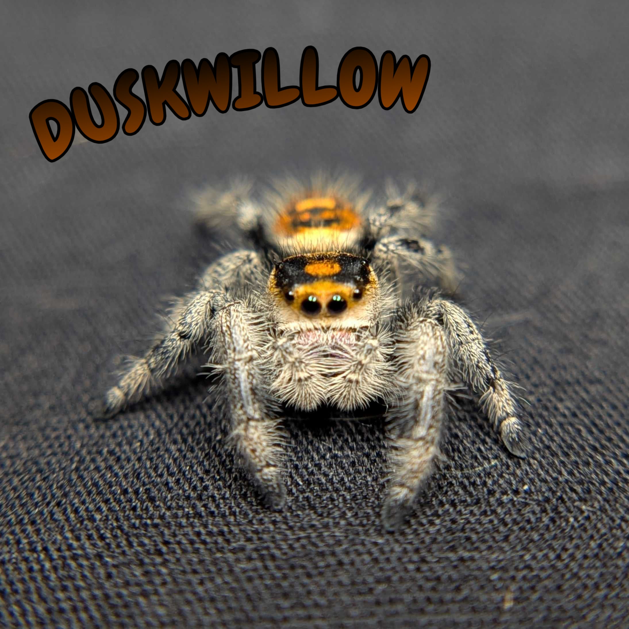 Regal Jumping Spider “Duskwillow”