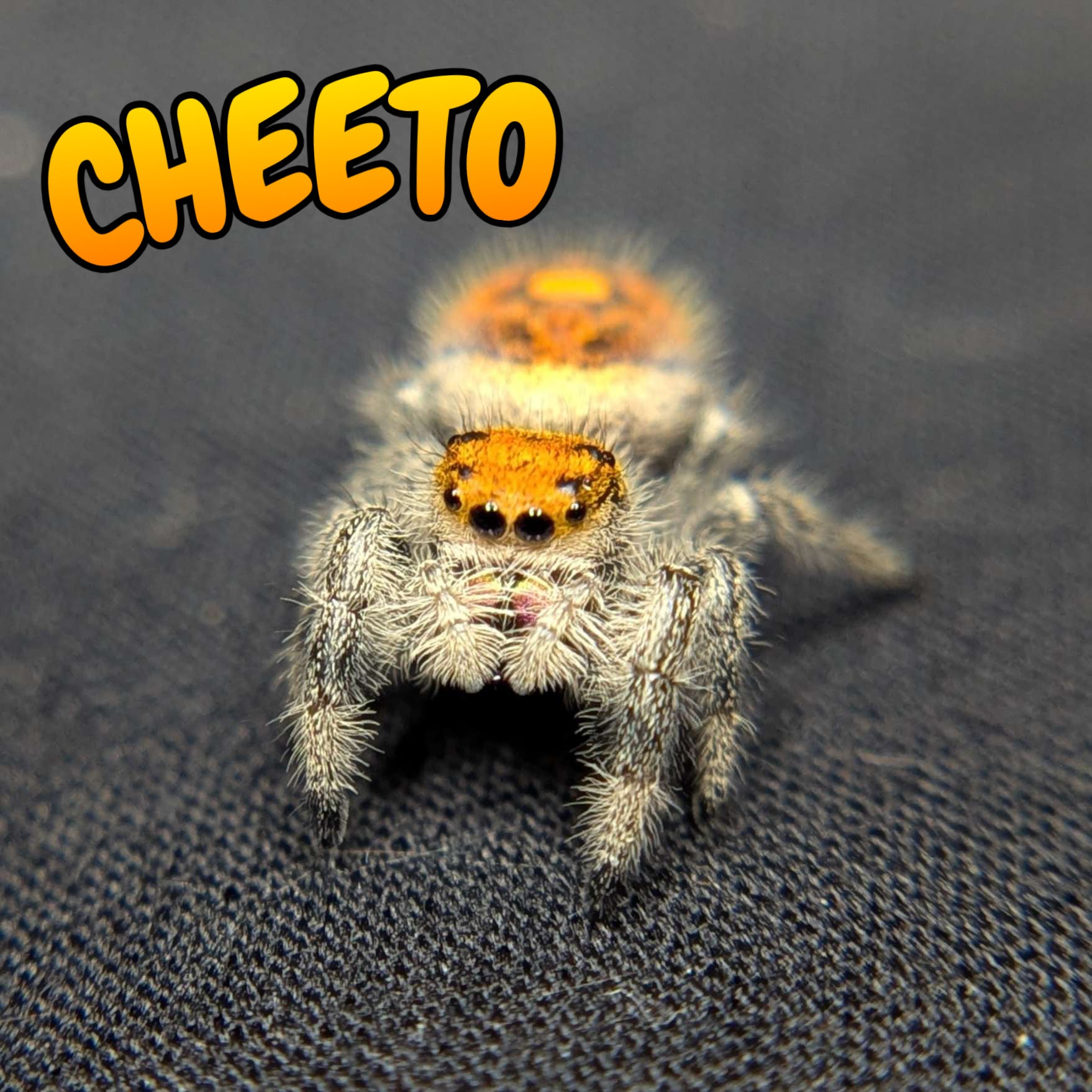 Regal Jumping Spider "Cheeto"