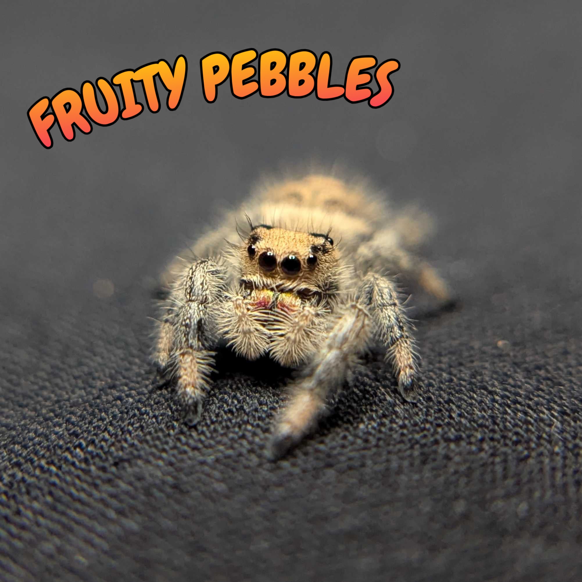 Regal Jumping Spider “Fruity Pebbles”