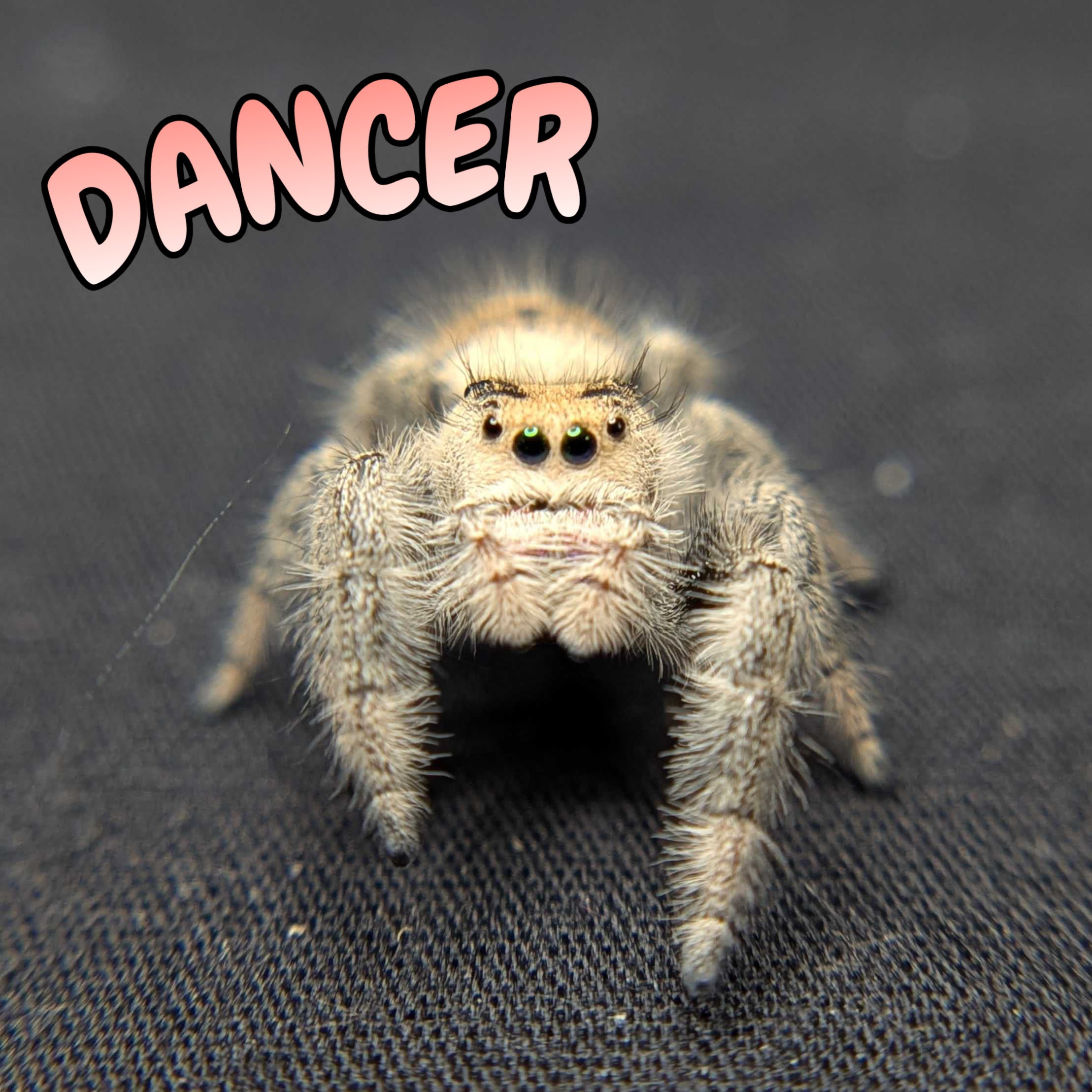 Regal Jumping Spider "Dancer"