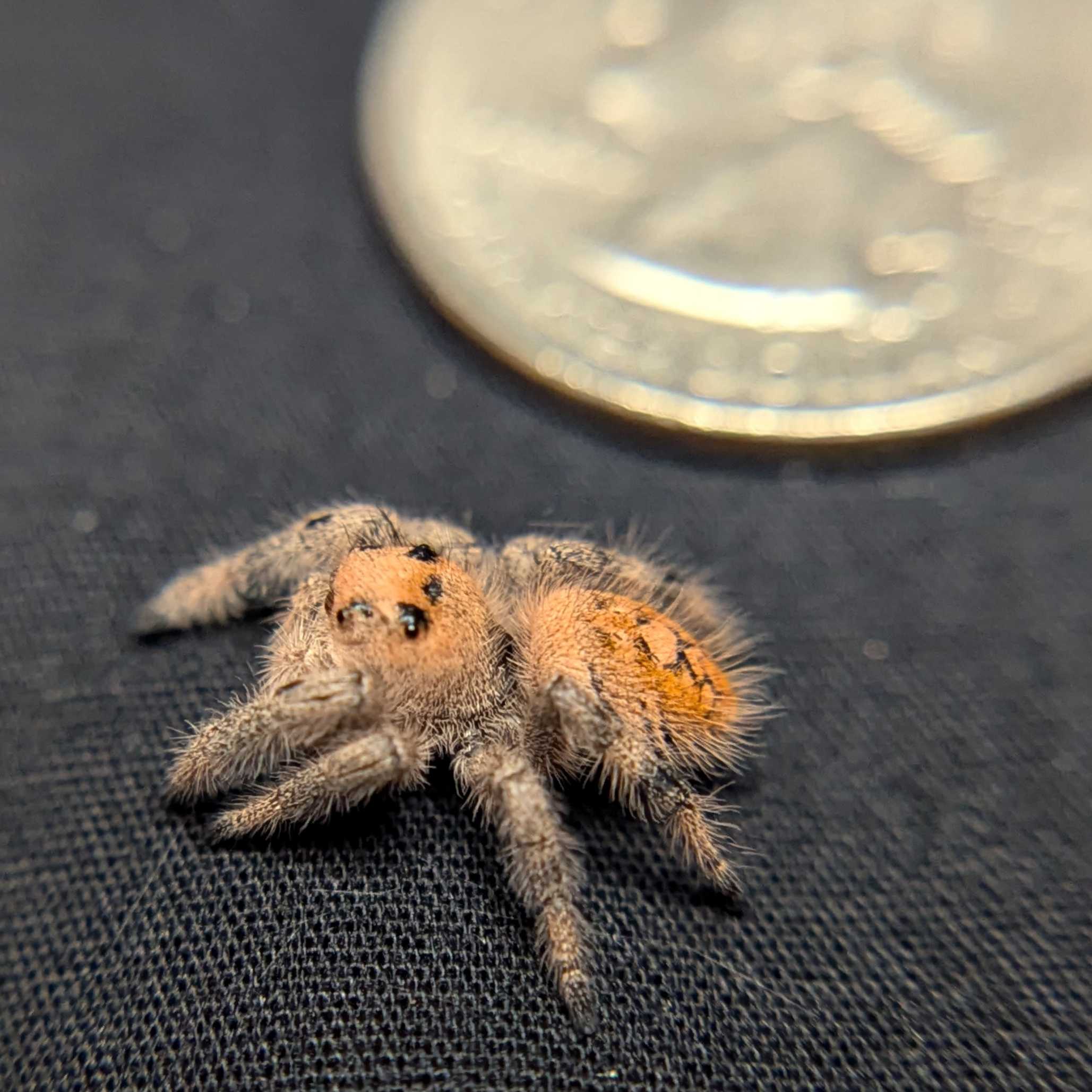 Regal Jumping Spider "Dancer"