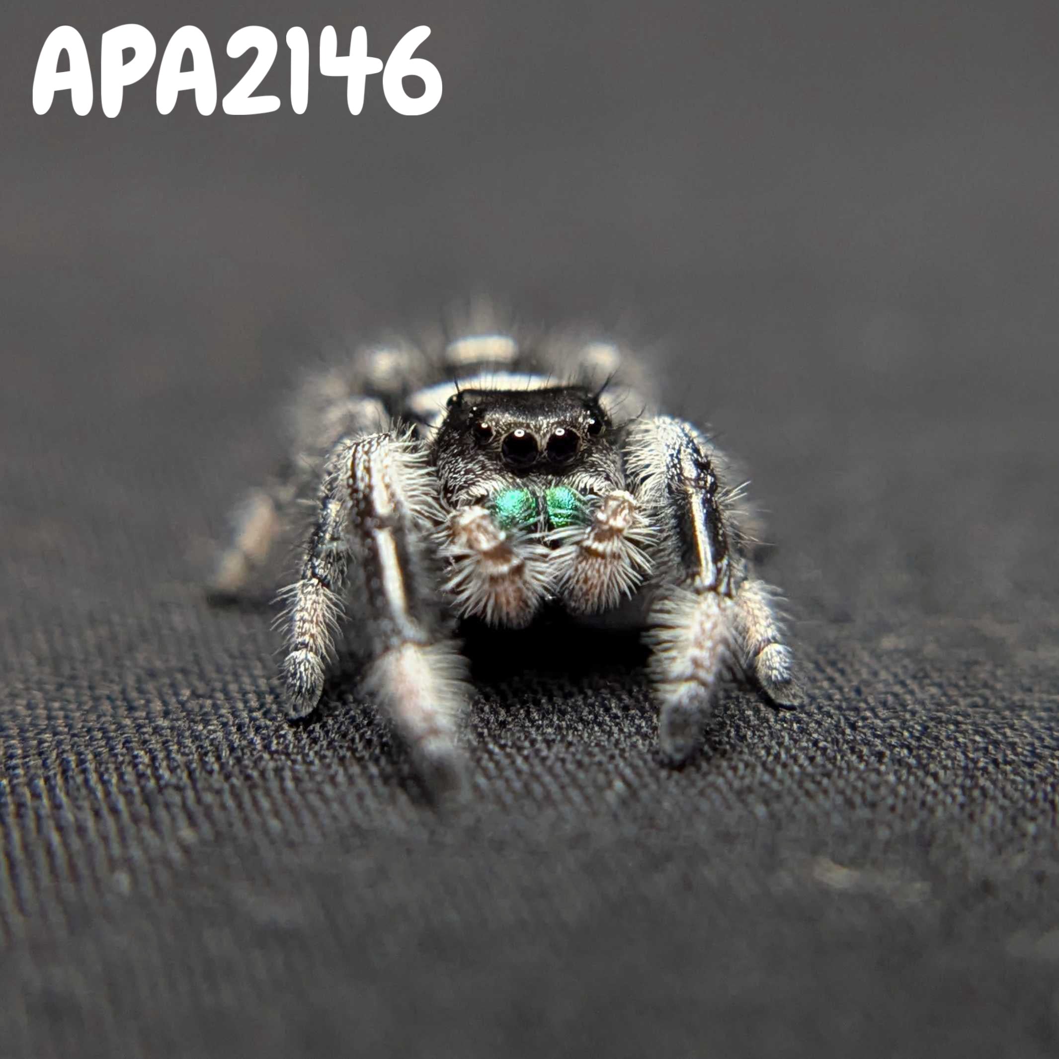 (Apalachicola Locale) Regal Jumping Spider “Glacier”