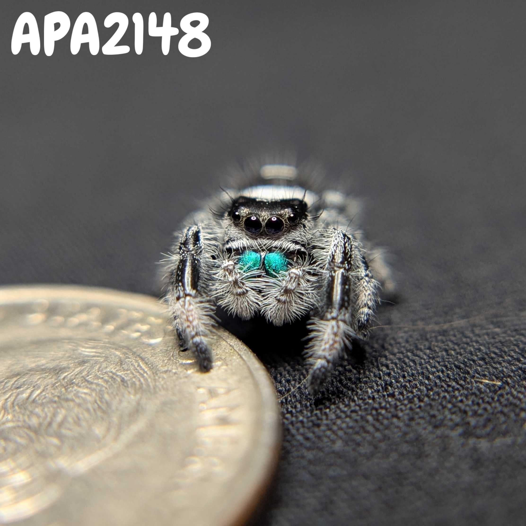 (Apalachicola Locale) Regal Jumping Spider “Skye”