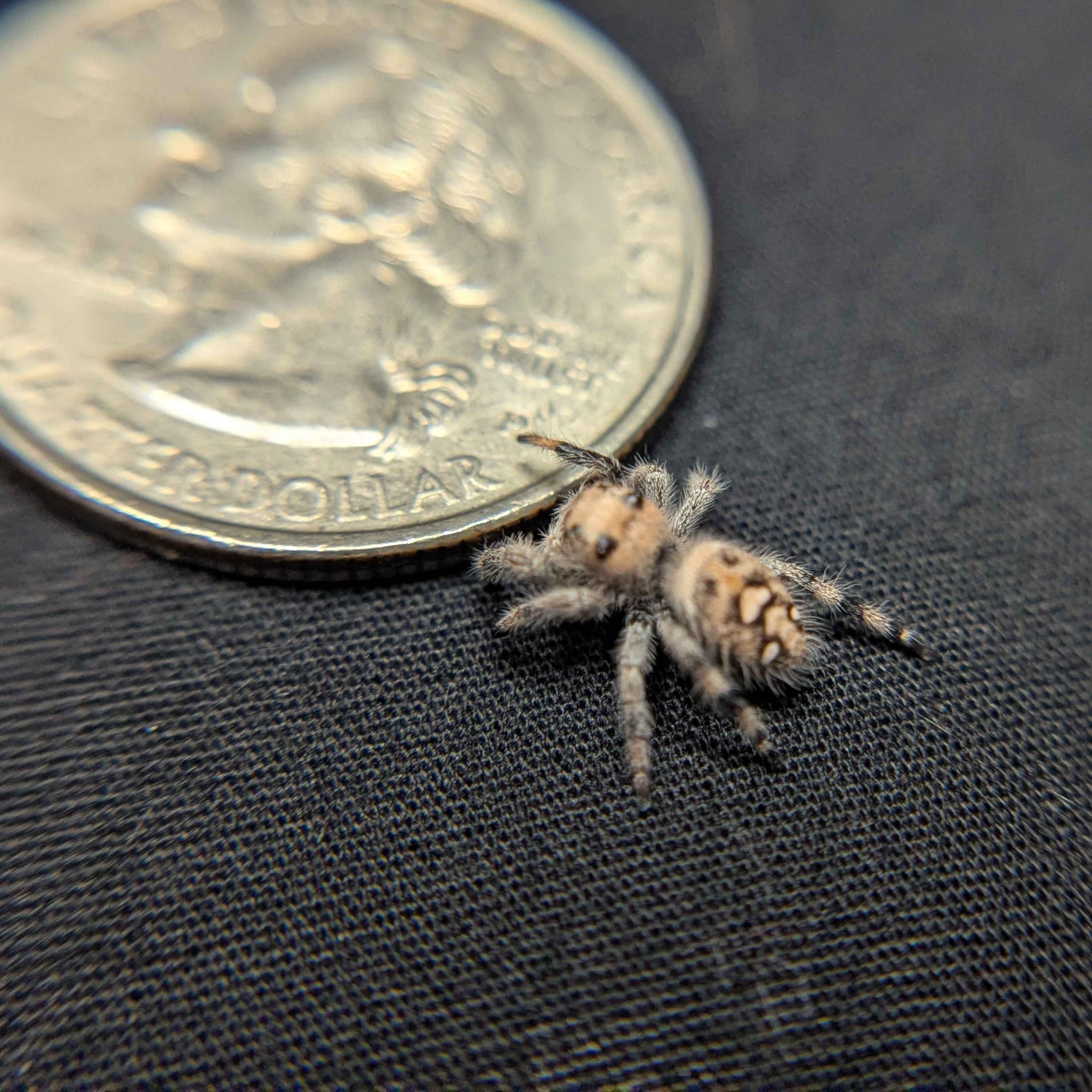 Regal Jumping Spider “Ivy”