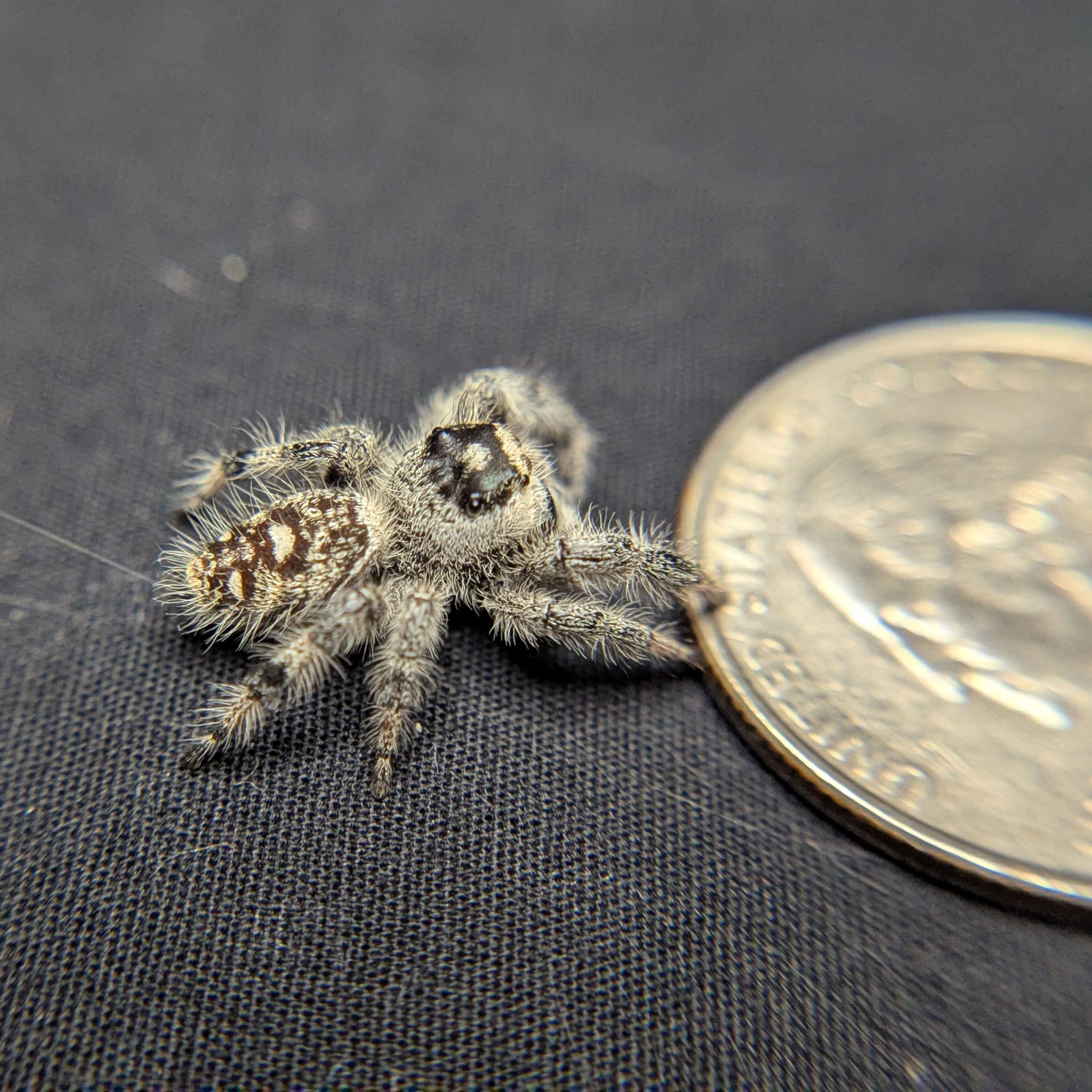 Regal Jumping Spider "Sourdough"