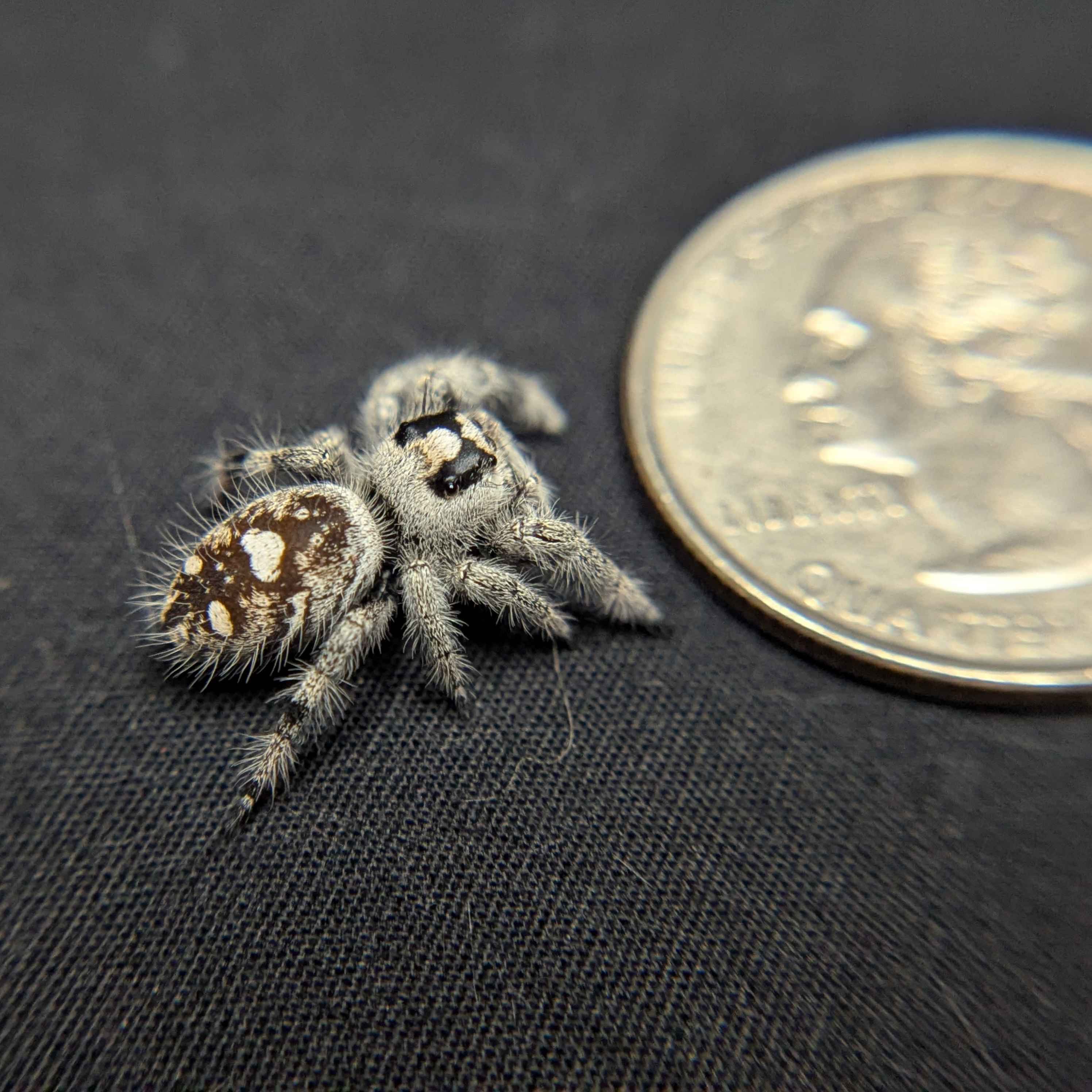 Regal Jumping Spider "Vanilla Bean”