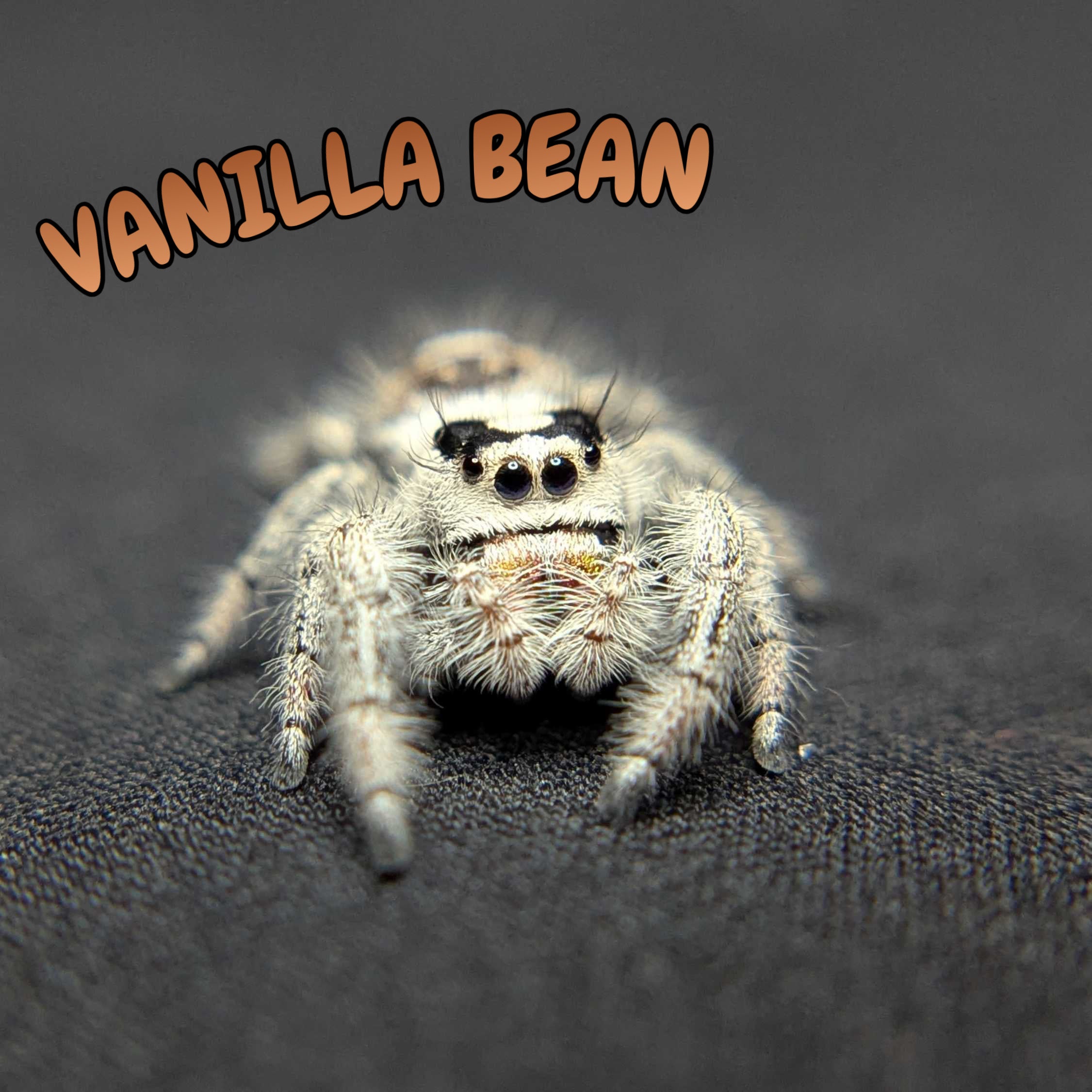 Regal Jumping Spider "Vanilla Bean”