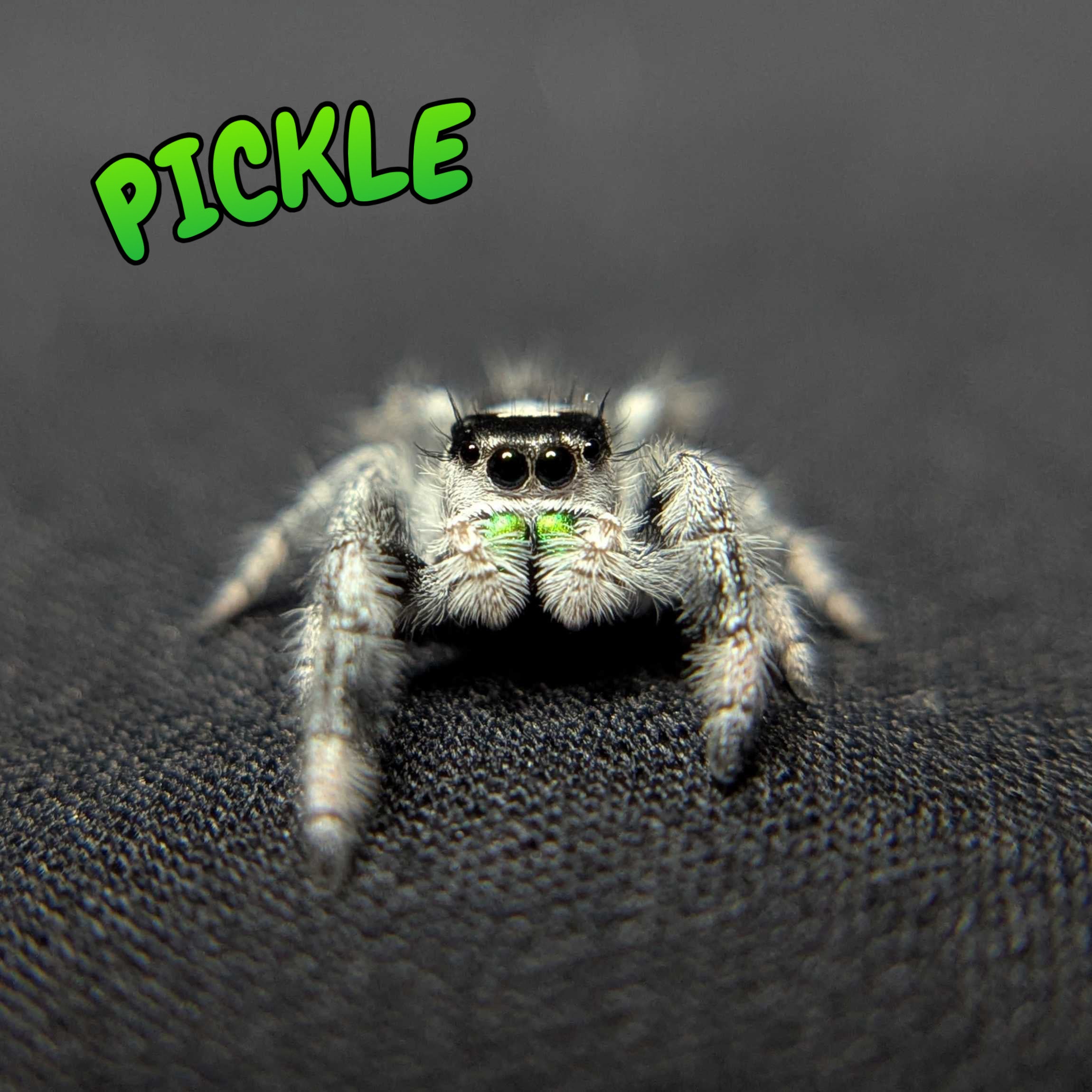 Regal Jumping Spider “Pickle” (High White)