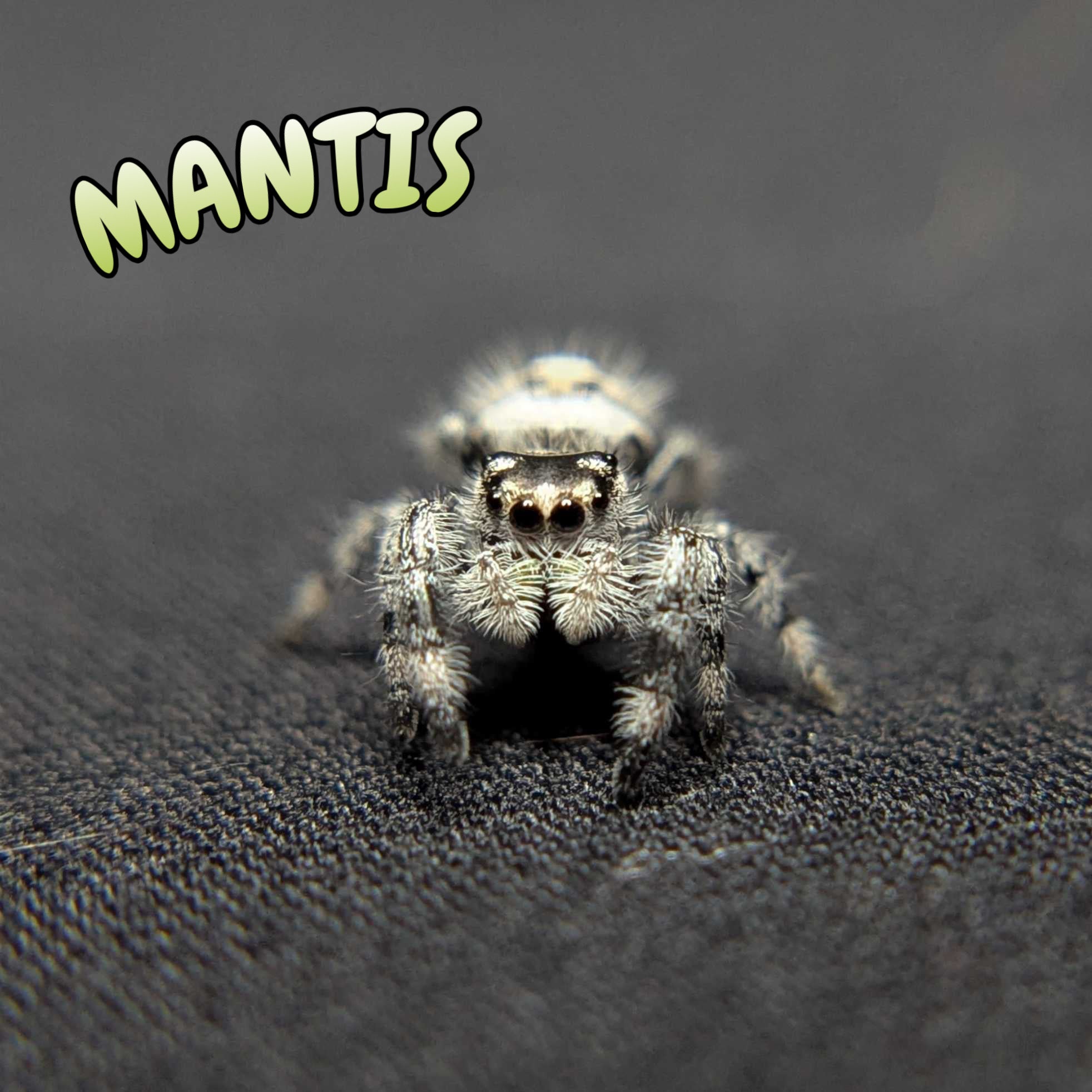 Regal Jumping Spider “Mantis” (High White)
