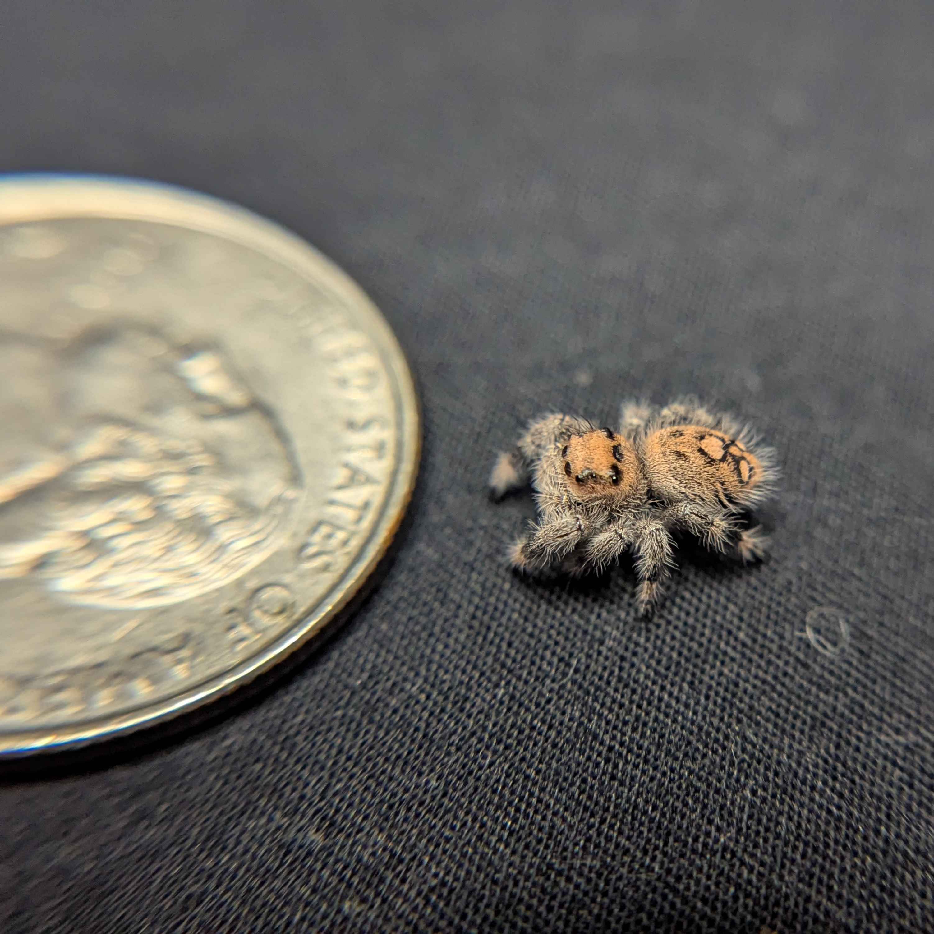 Regal Jumping Spider “Sable”