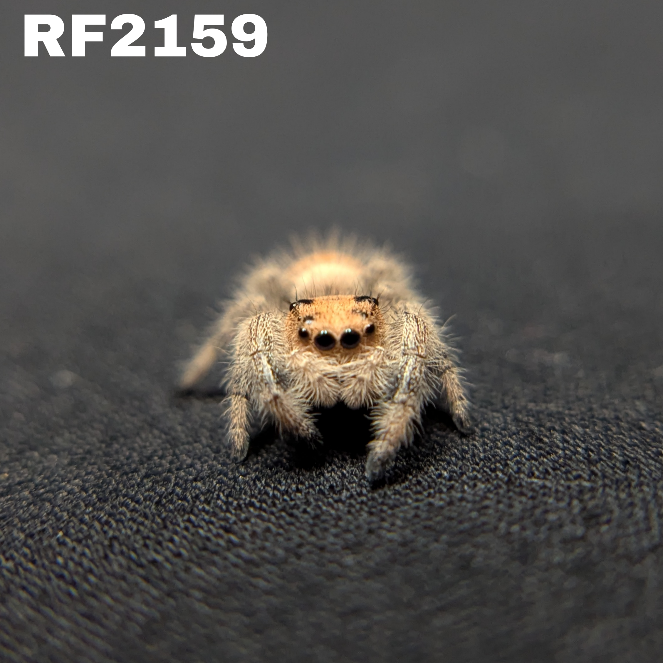 Regal Jumping Spider "Bambi"