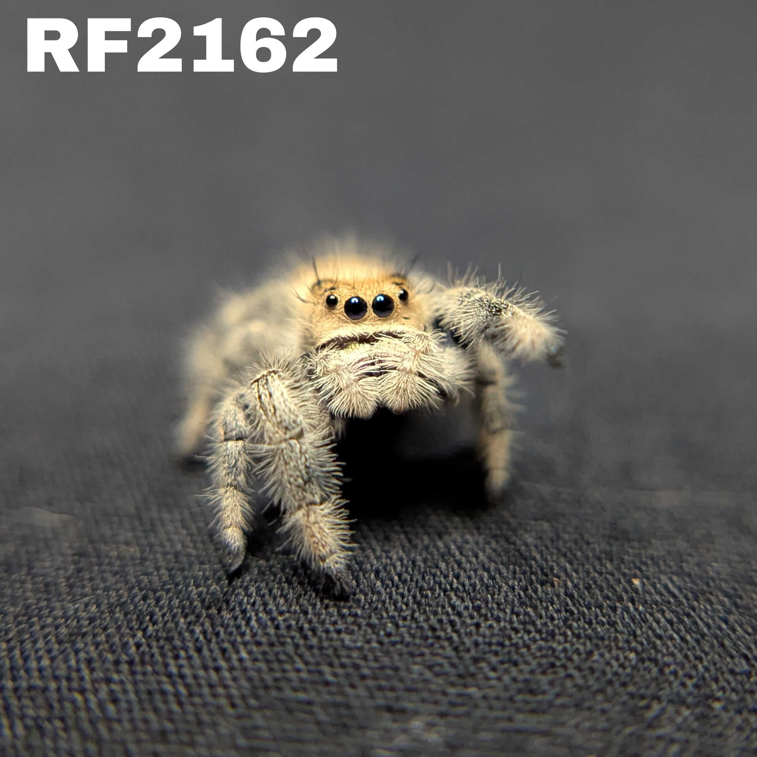 Regal Jumping Spider "Stardust"