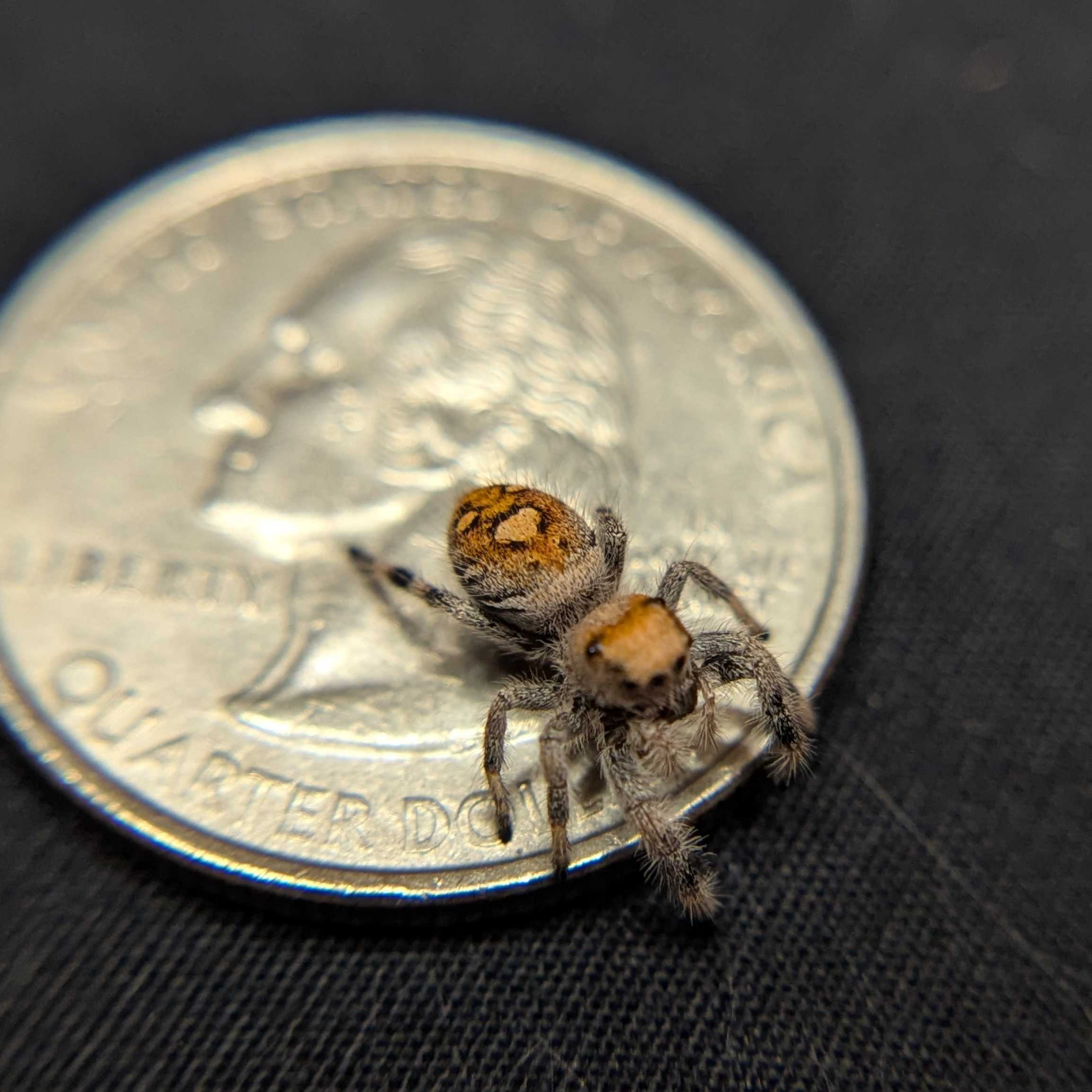 Regal Jumping Spider "Citrus Twist"