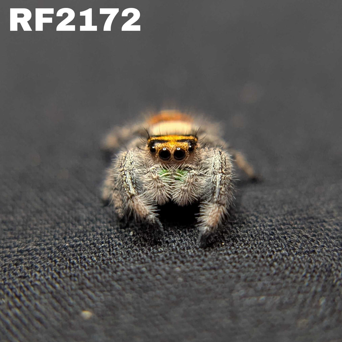 Regal Jumping Spider "Green Apple"