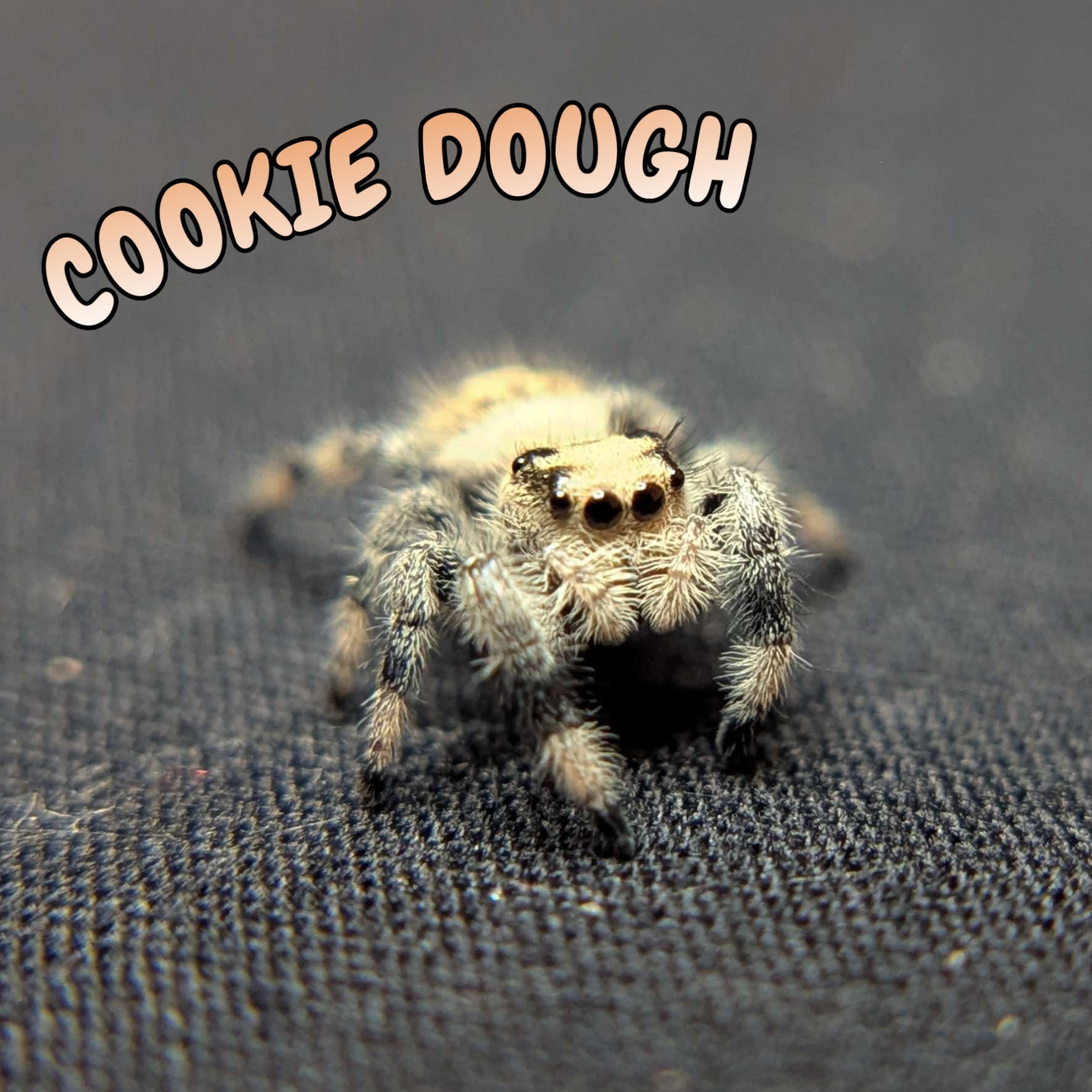 Regal Jumping Spider “Cookie Dough”