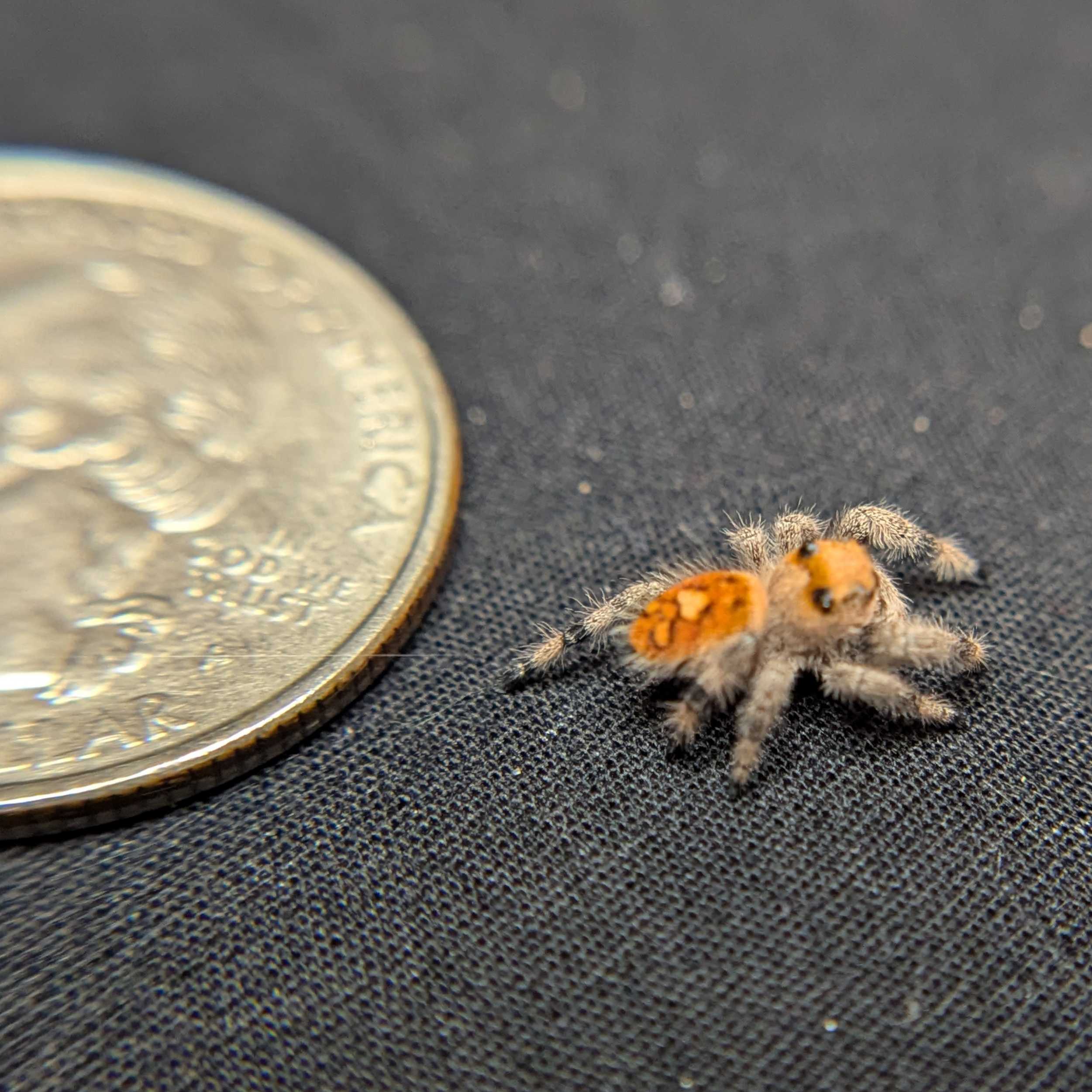 Regal Jumping Spider "Citrine"