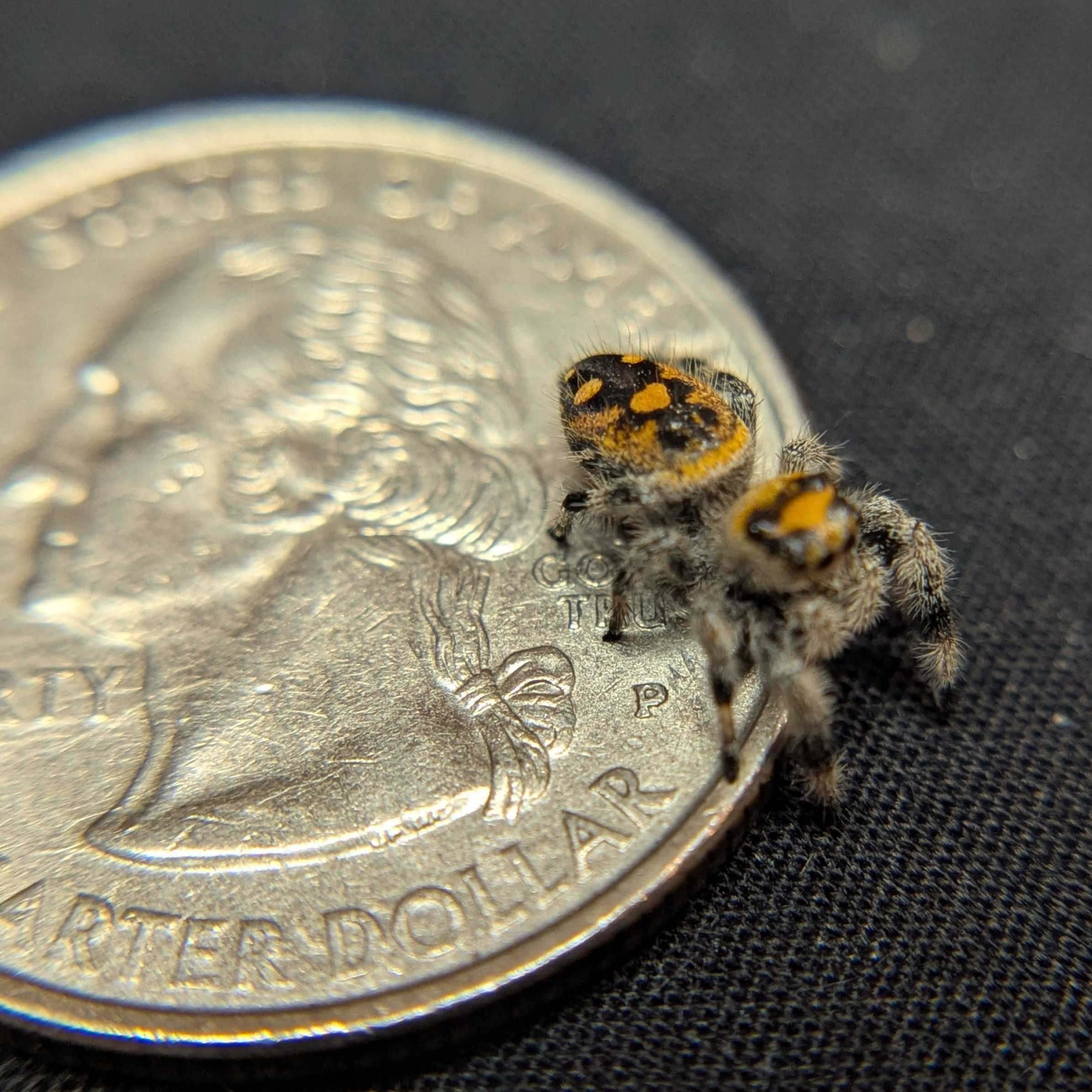 Regal Jumping Spider "Jazz"