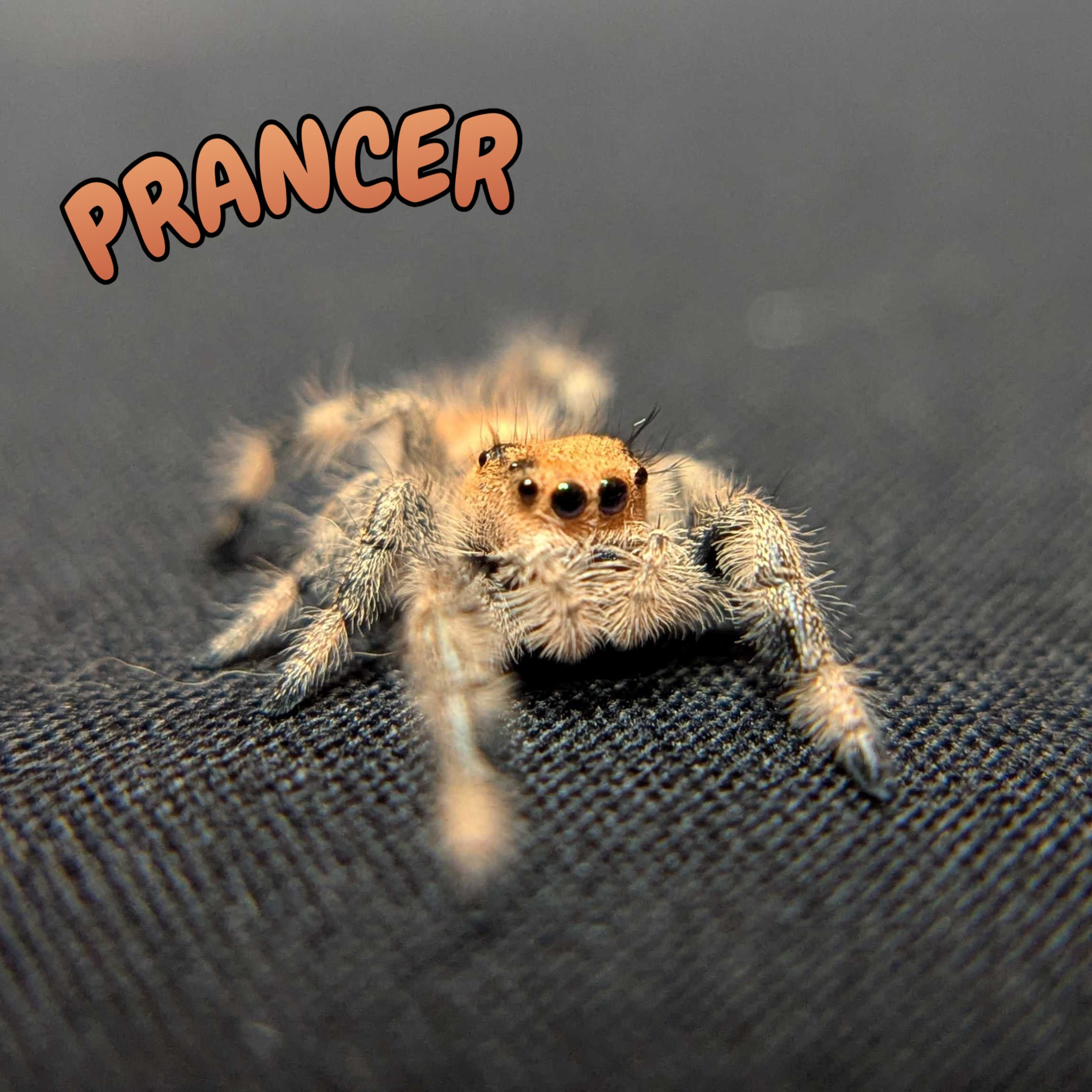 Regal Jumping Spider “Prancer”