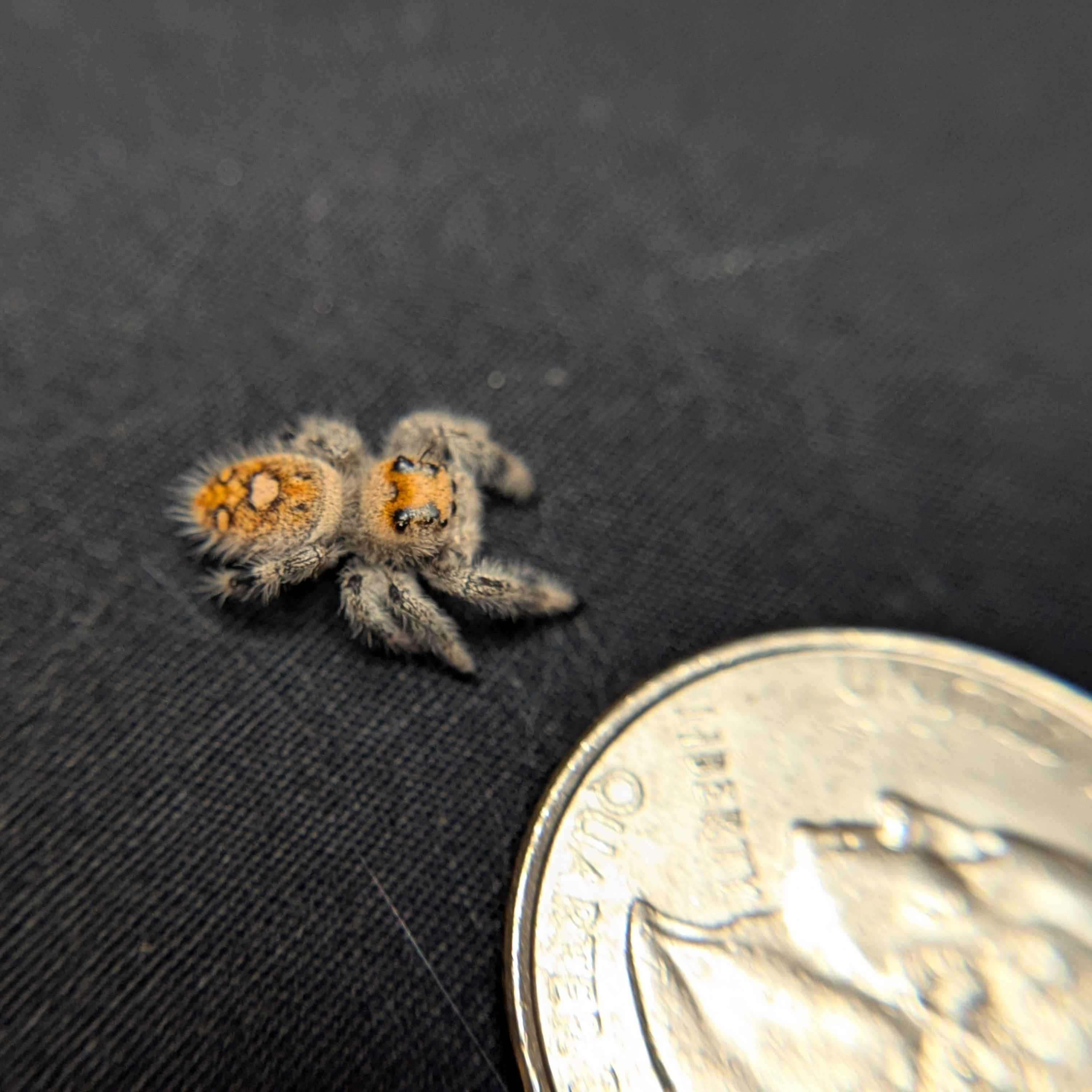 Regal Jumping Spider "Sunshine"