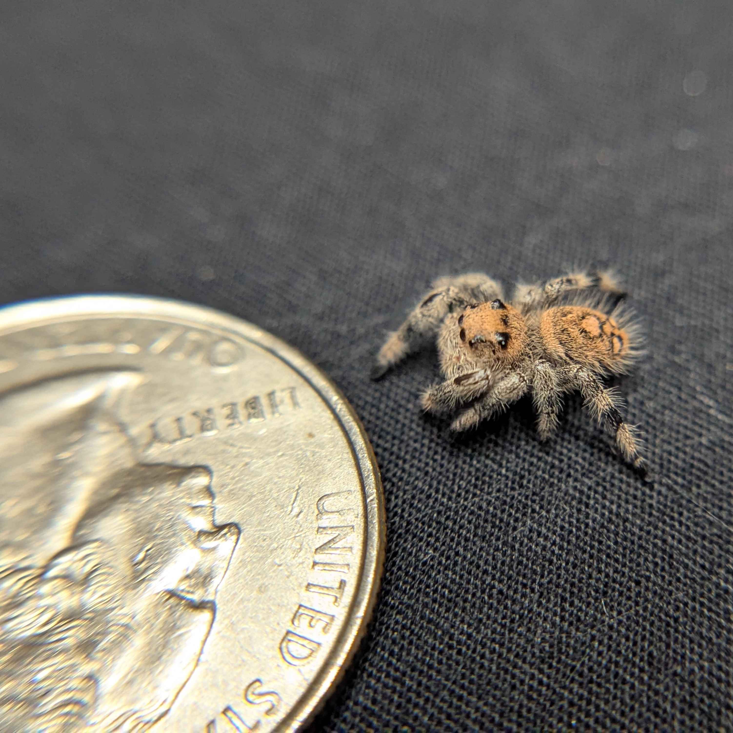 Regal Jumping Spider “Lucky”