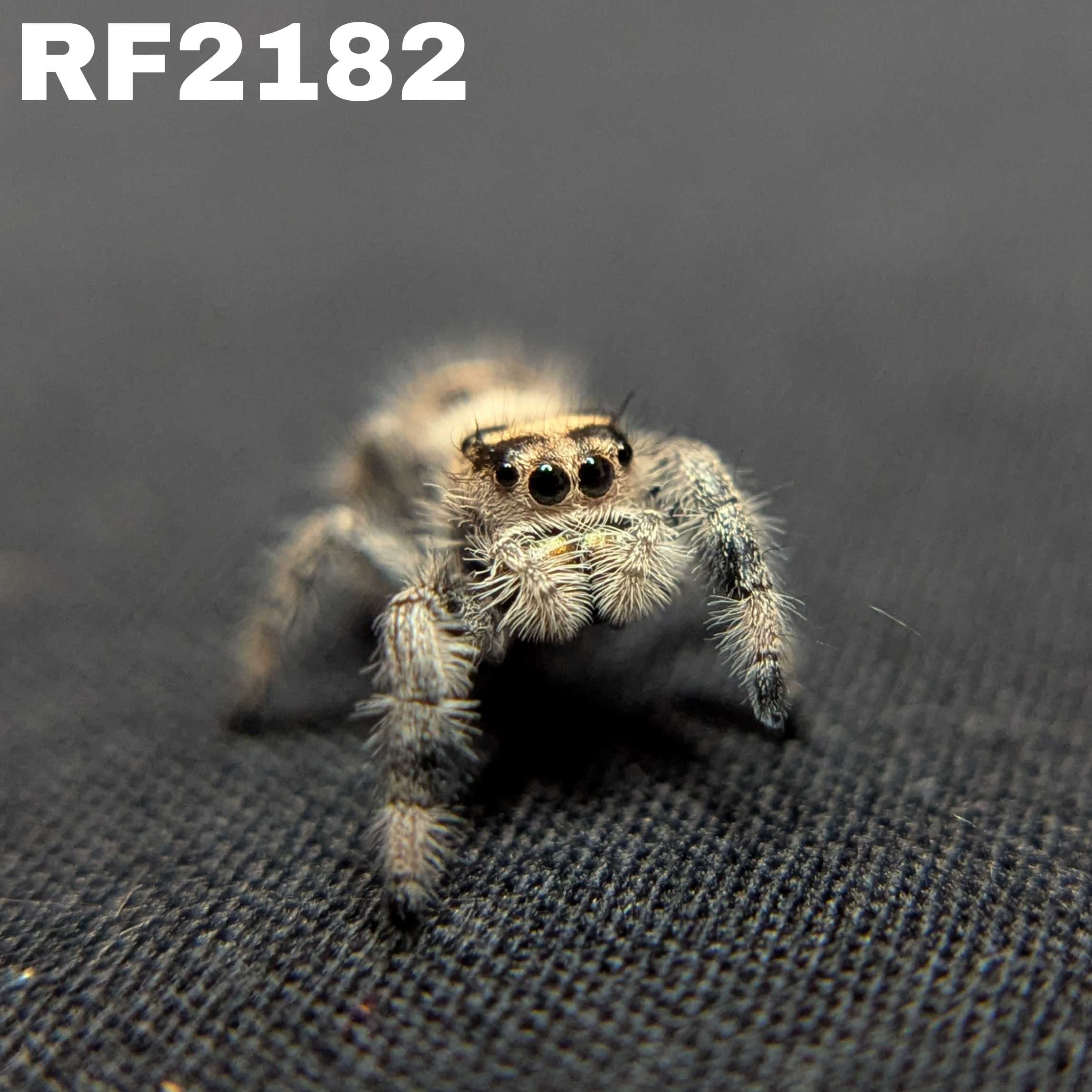 Regal Jumping Spider "Vanilla"