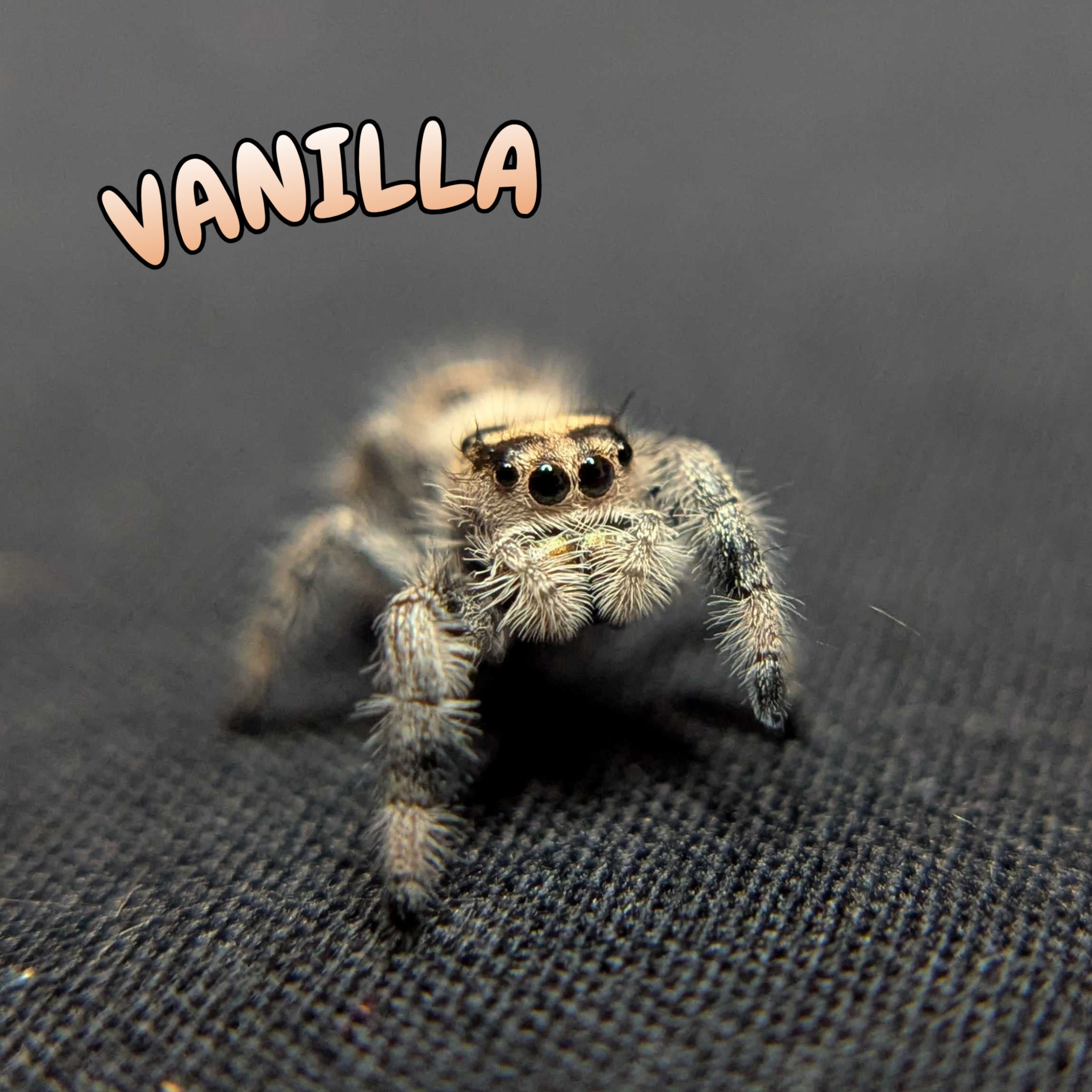 Regal Jumping Spider "Vanilla"